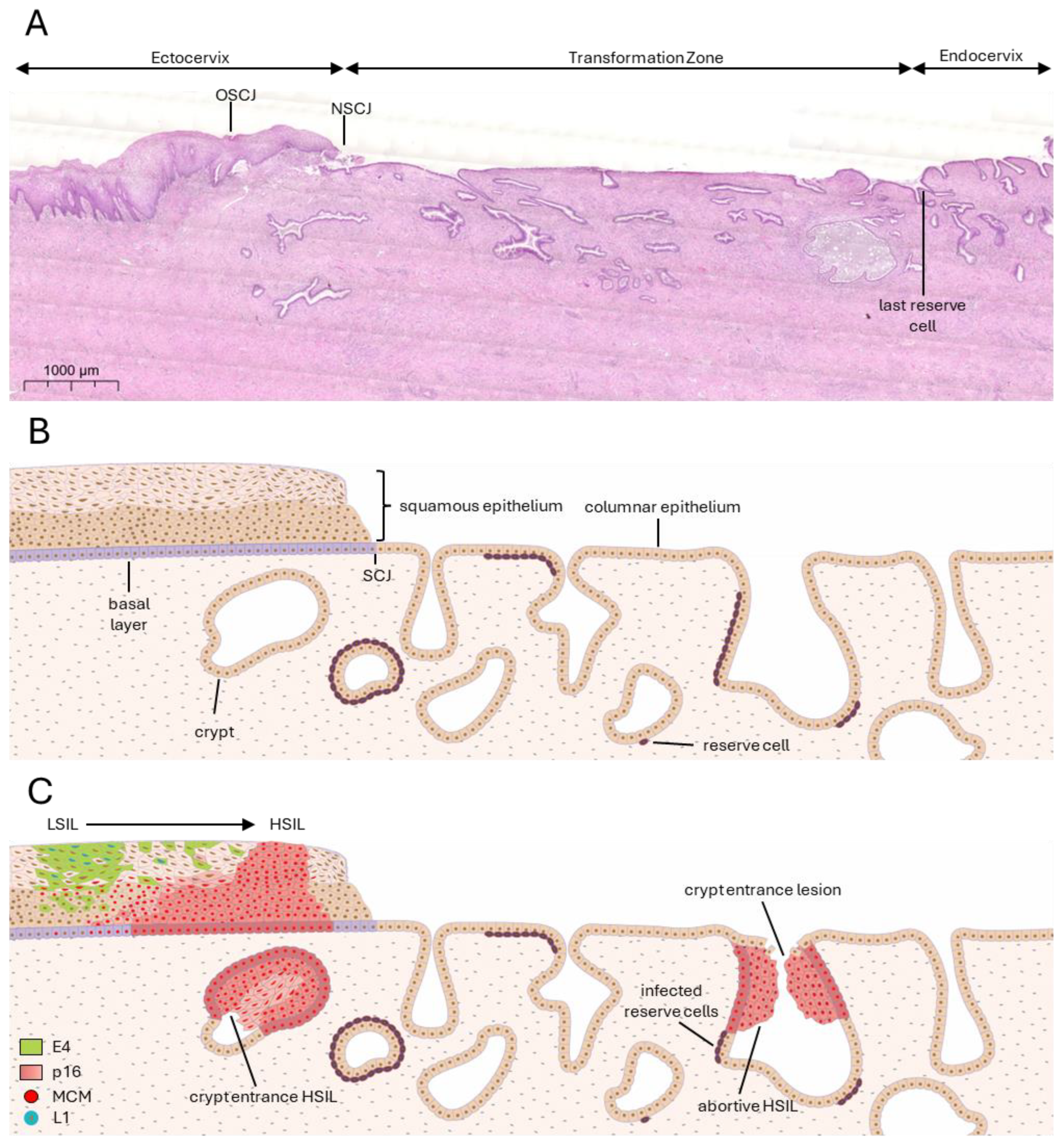 Viruses 17 00937 g001