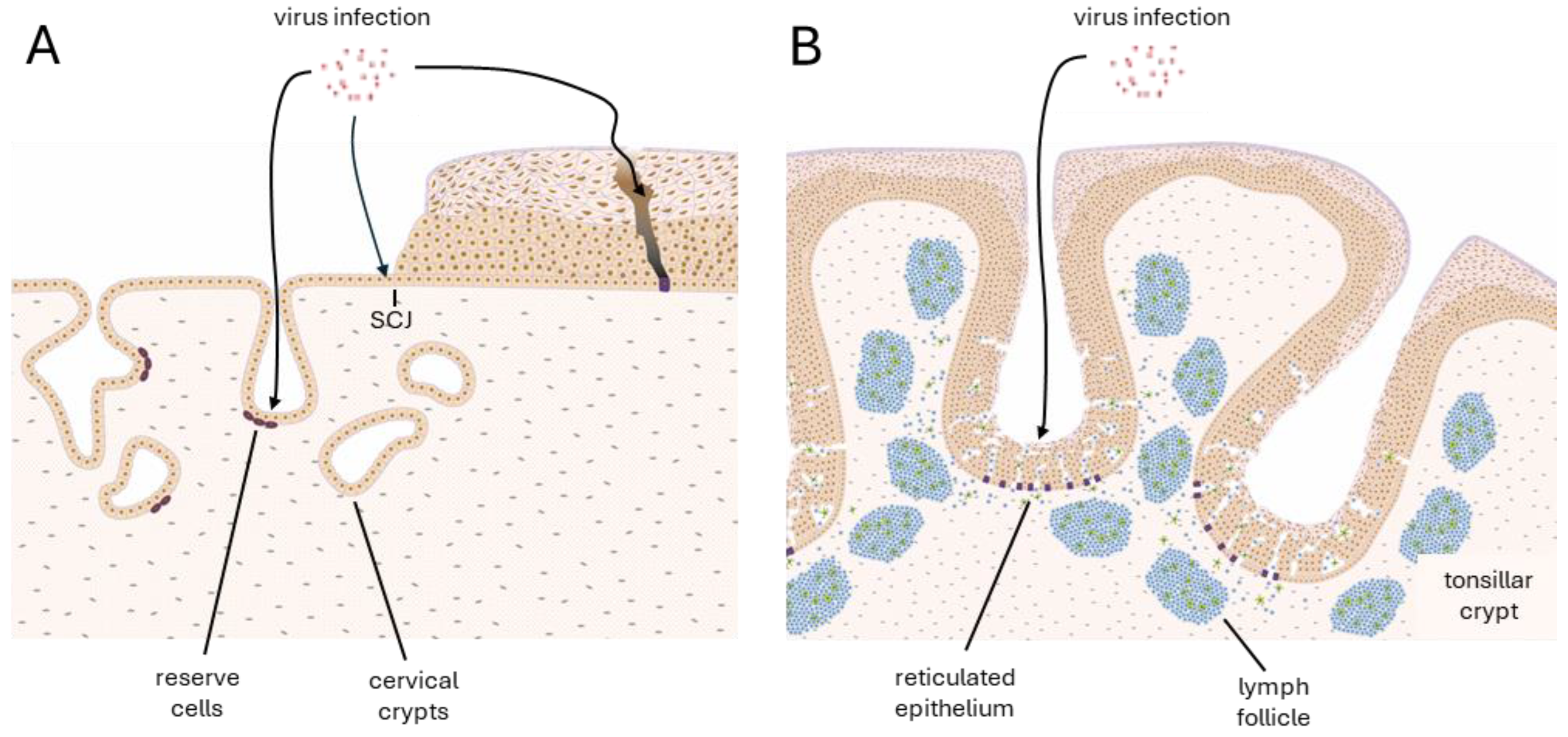 Viruses 17 00937 g002