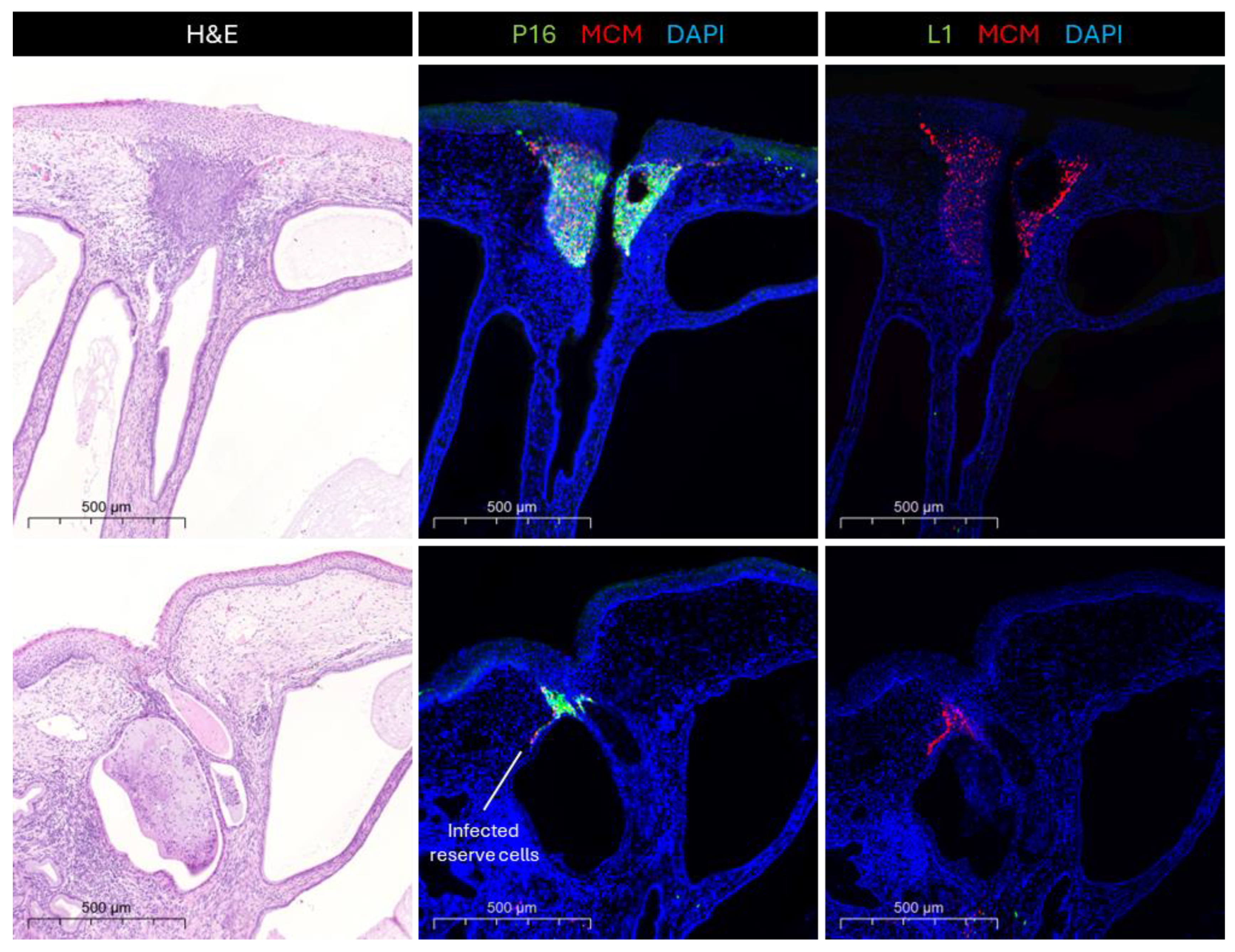 Viruses 17 00937 g003