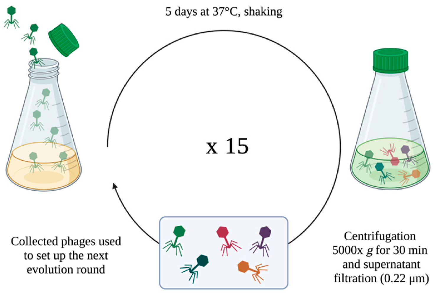 Viruses 17 00938 g001