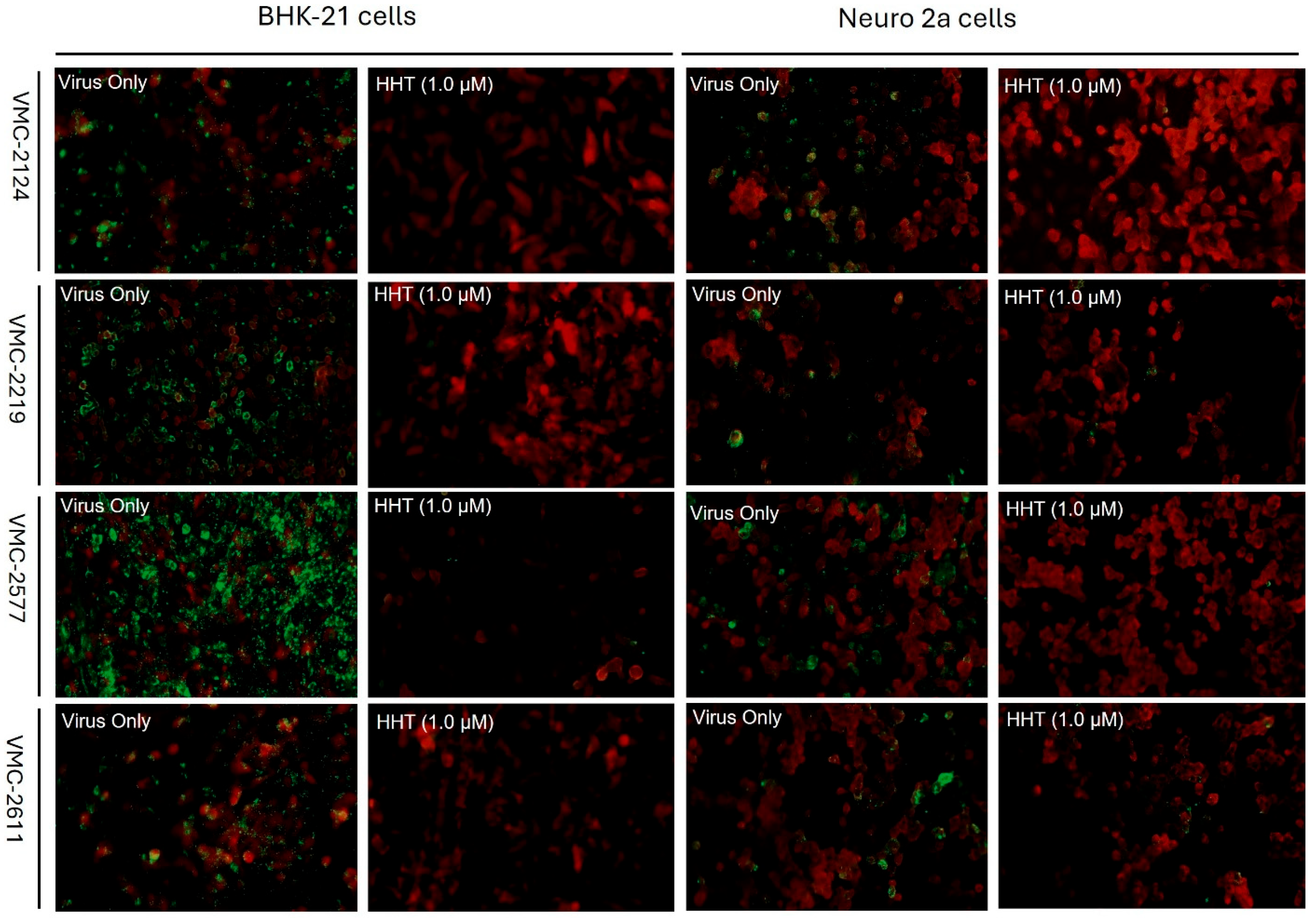 Viruses 17 00945 g007