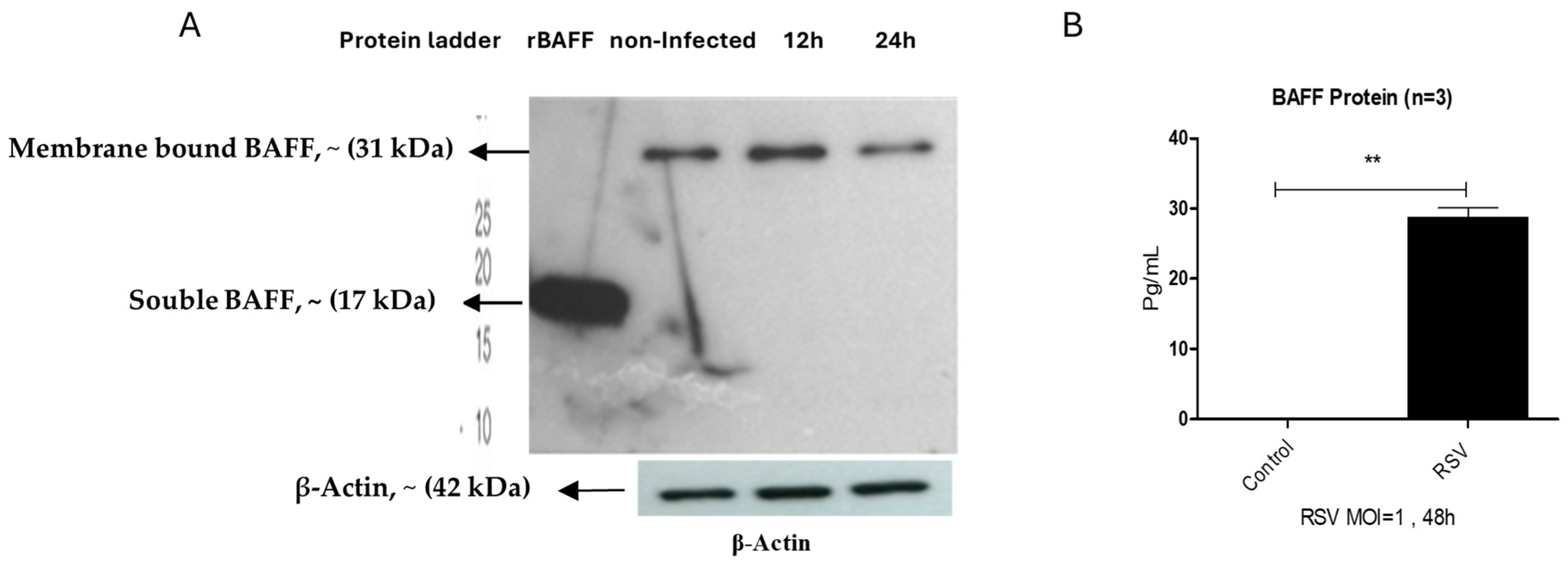 Viruses 17 00946 g005