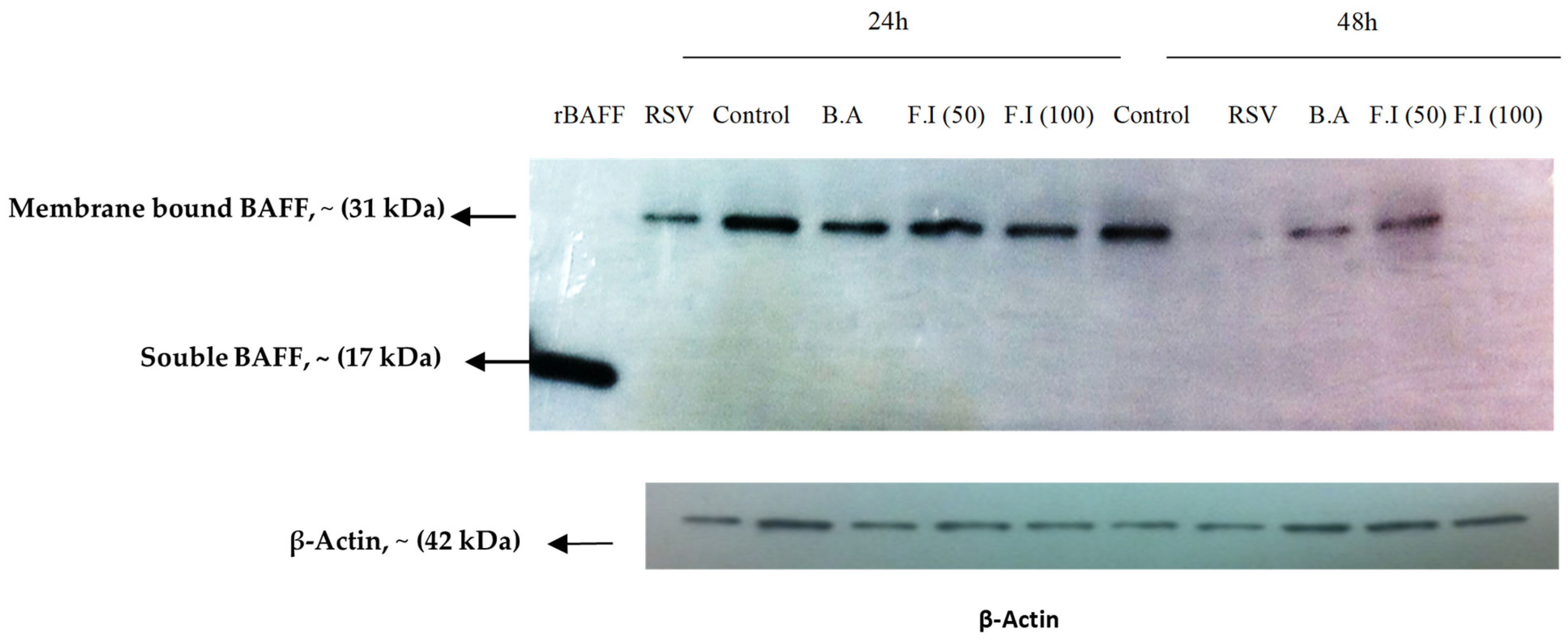 Viruses 17 00946 g006