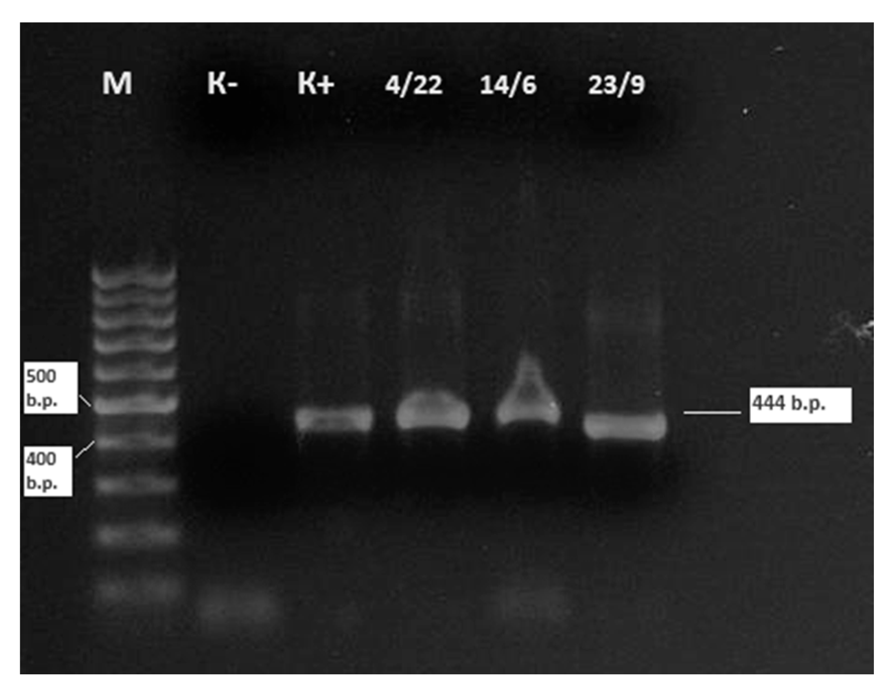 Viruses 17 00956 g003