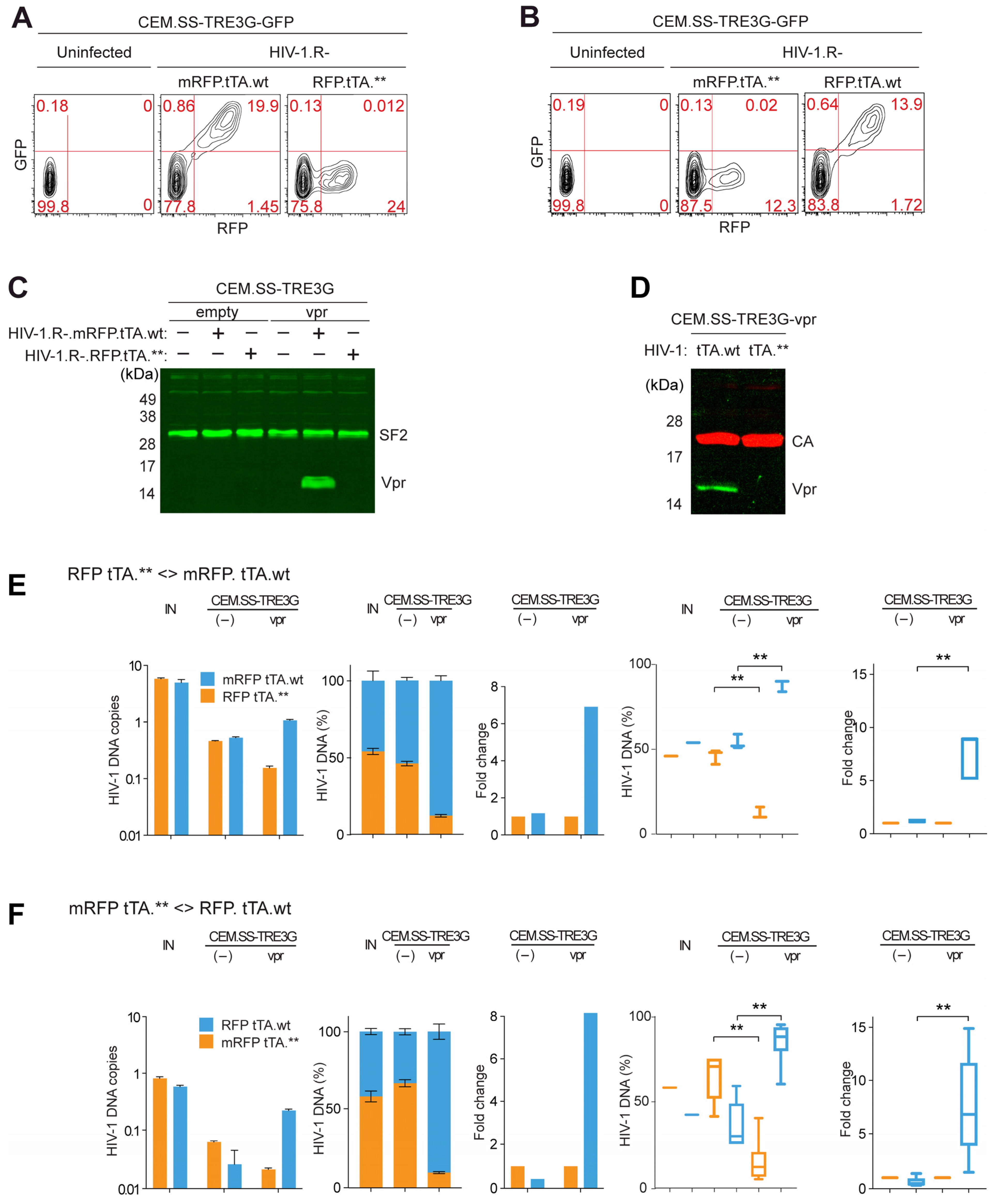 Viruses 17 00958 g002