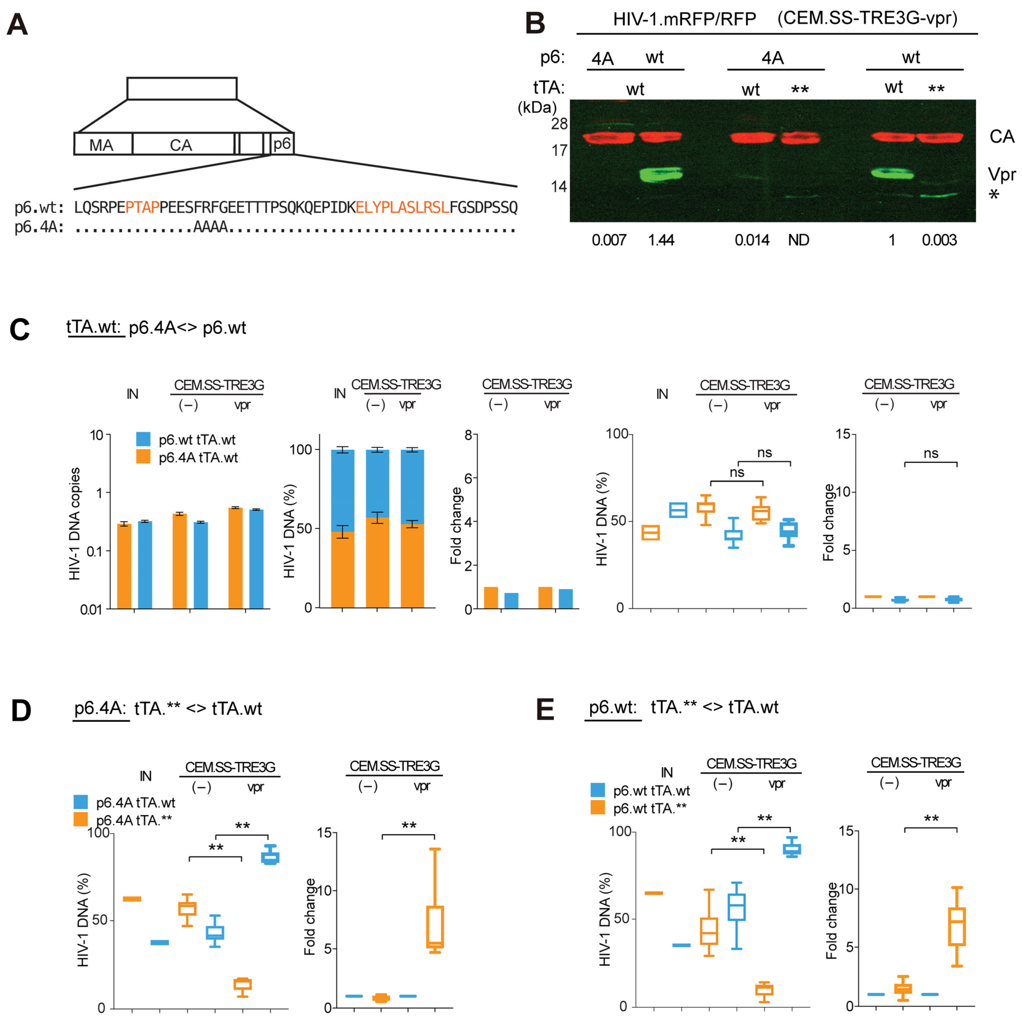 Viruses 17 00958 g003