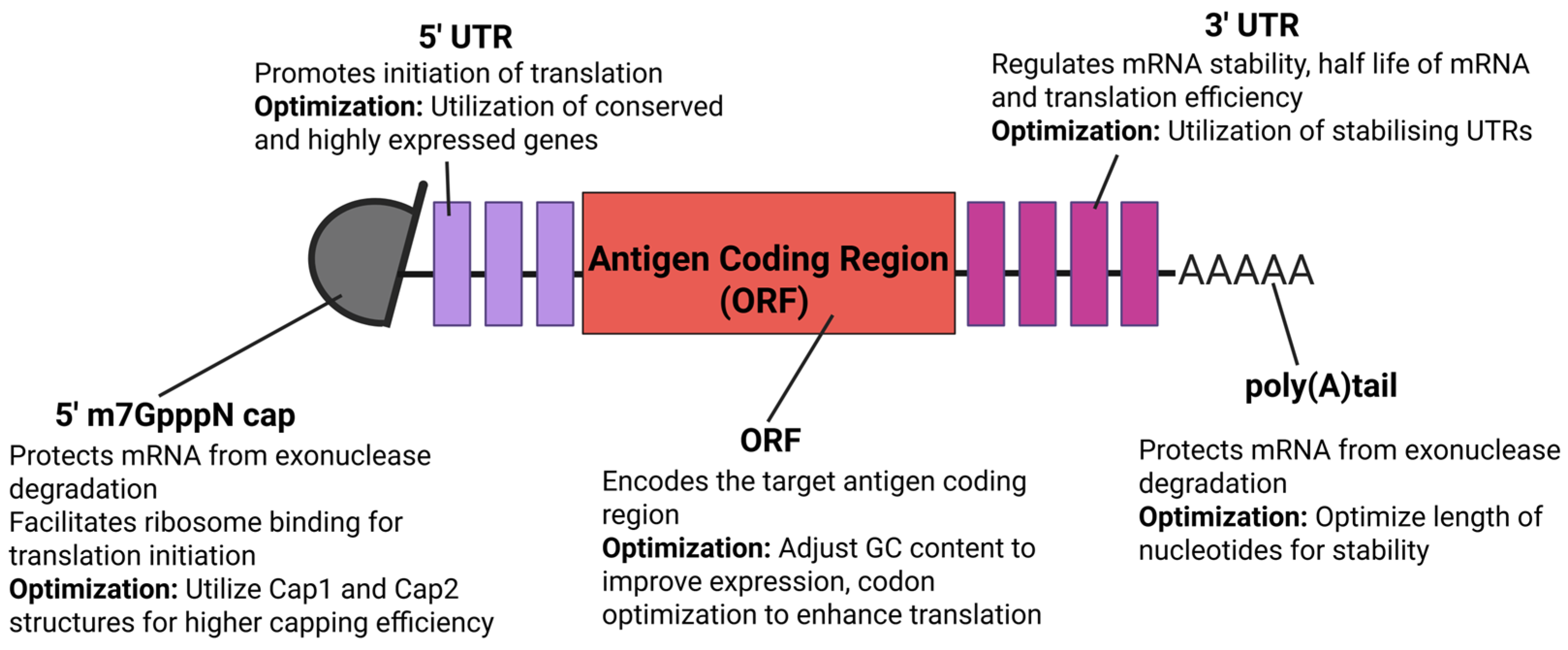 Viruses 17 00960 g002