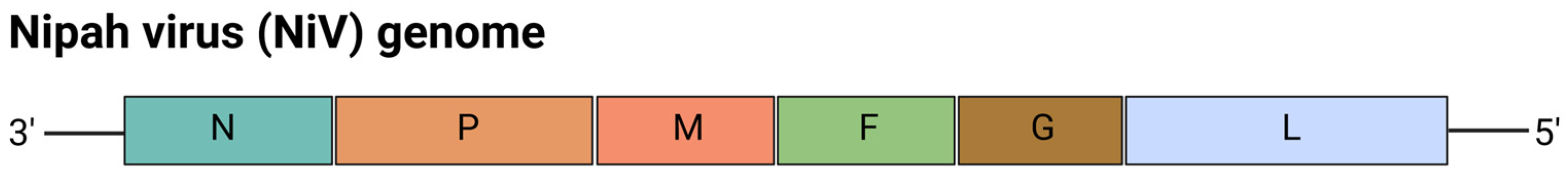 Viruses 17 00960 g005