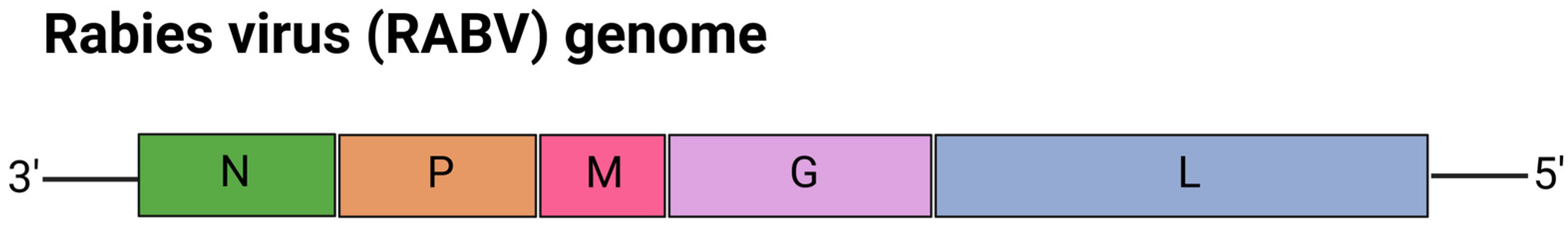 Viruses 17 00960 g007