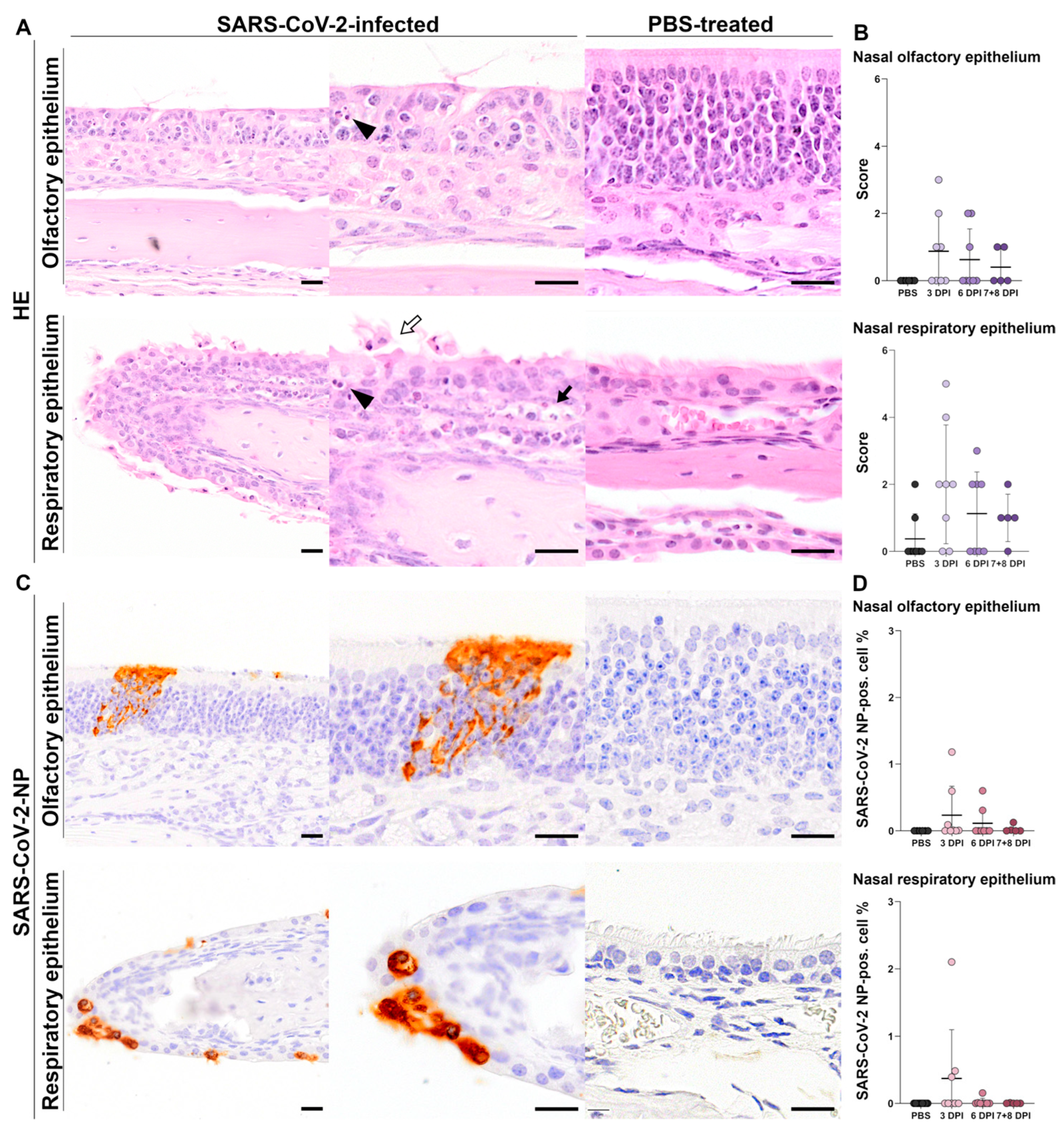 Viruses 17 00963 g002