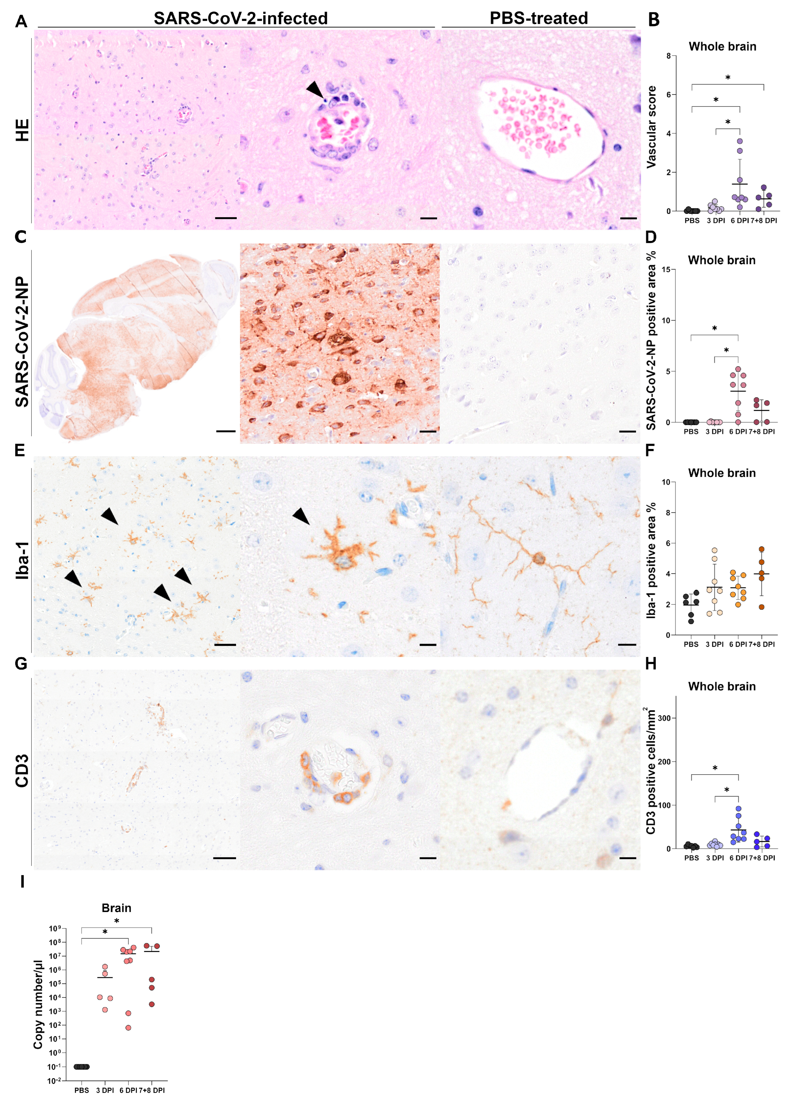 Viruses 17 00963 g004