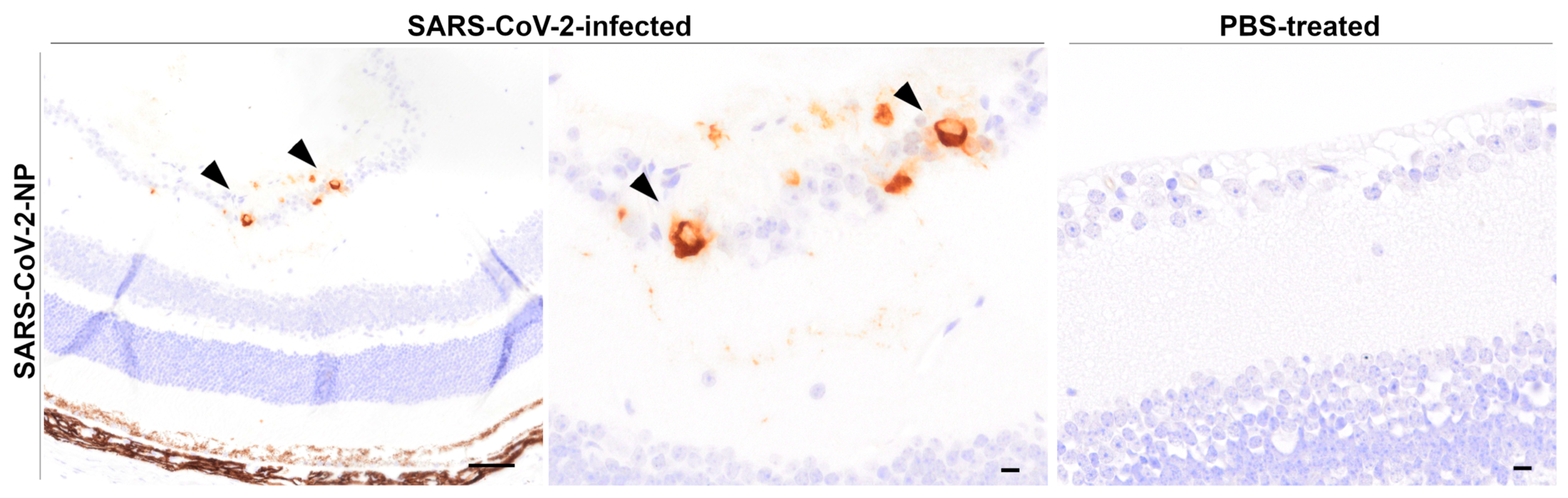 Viruses 17 00963 g007