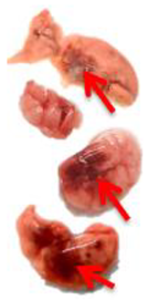 Viruses 17 00964 i005