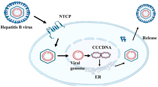 Surface Gene Mutations of Hepatitis B Virus and Related Pathogenic ...