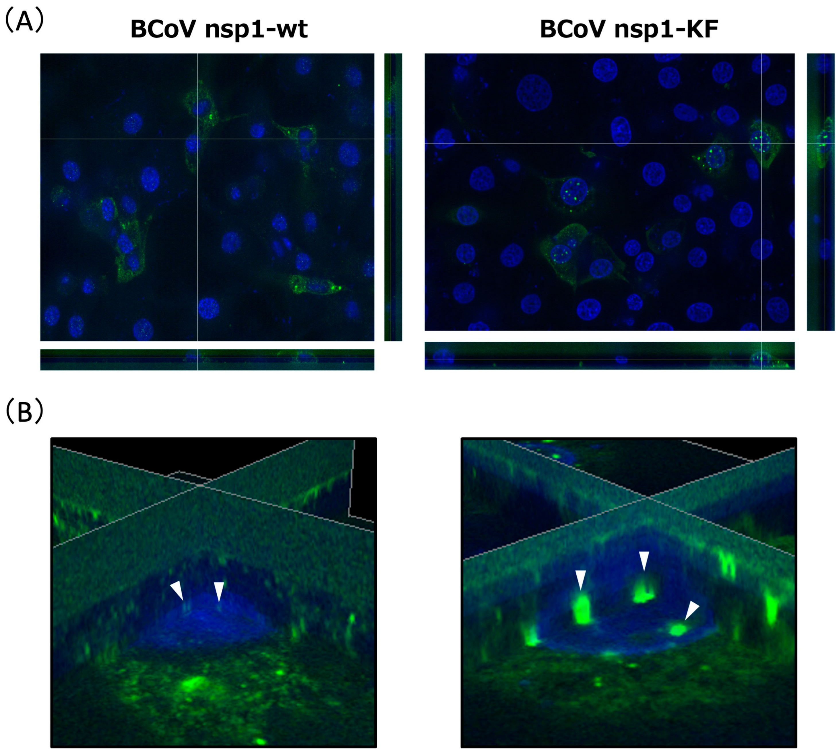 Viruses 17 00978 g005