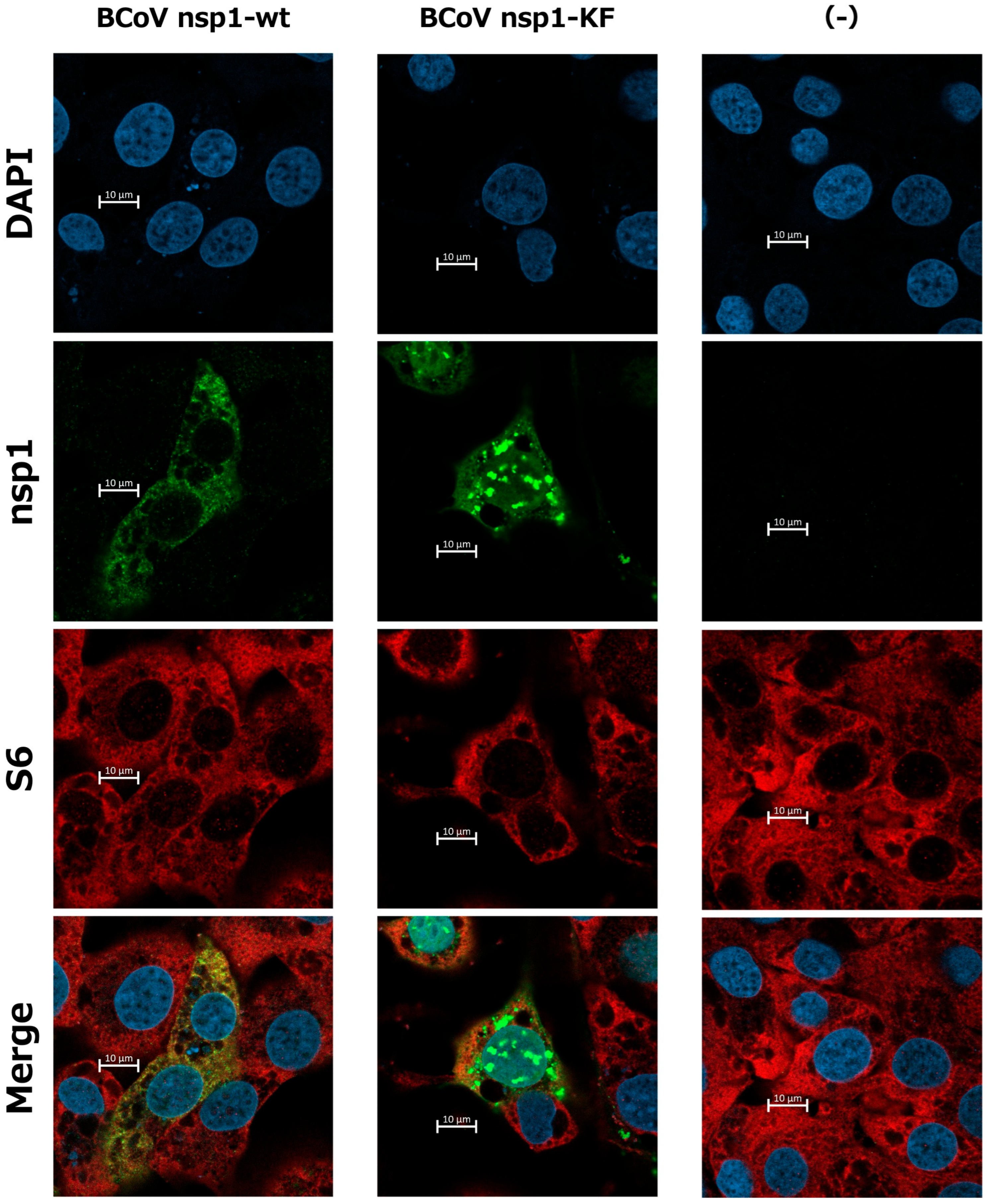 Viruses 17 00978 g006