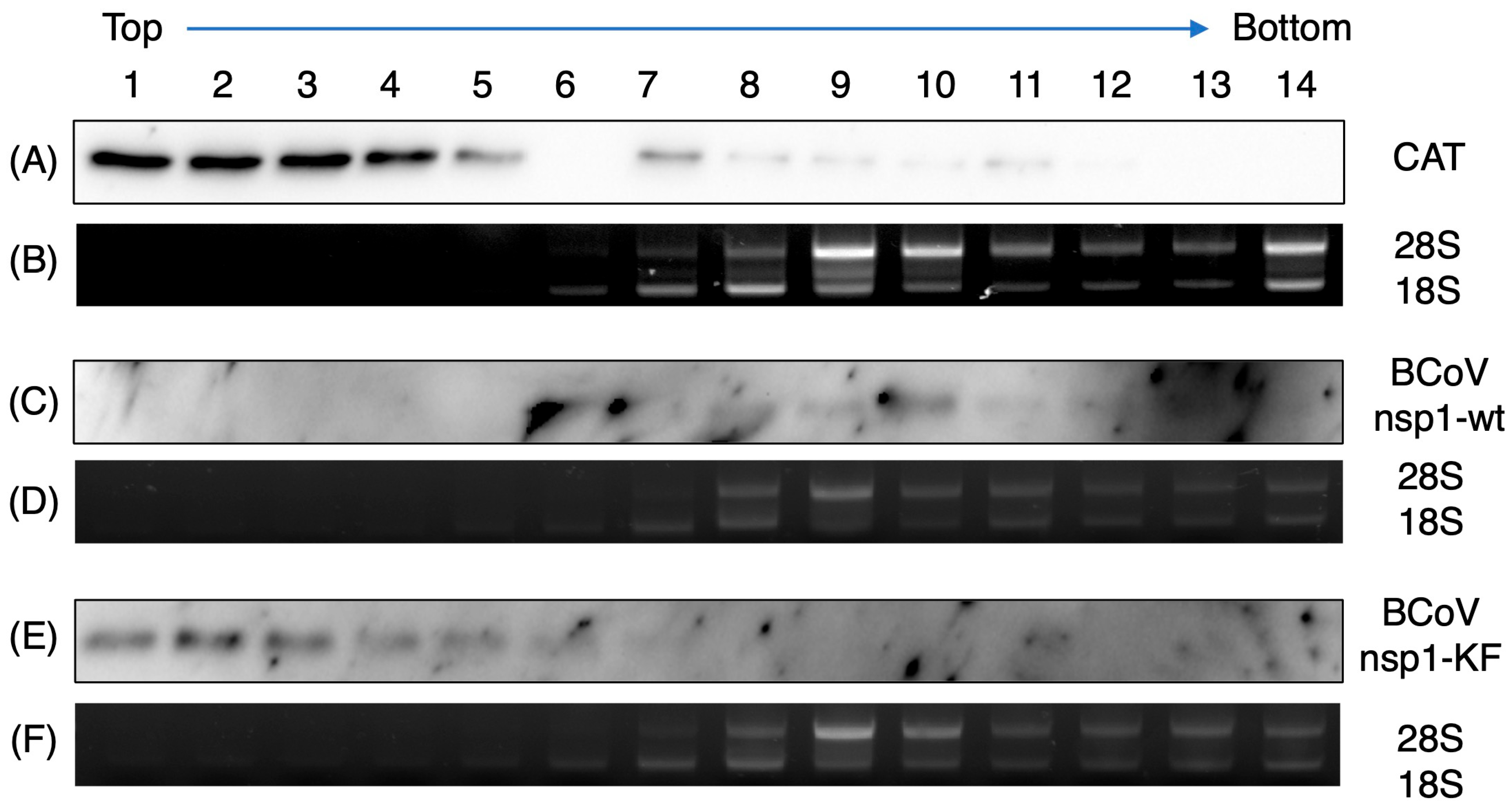 Viruses 17 00978 g007