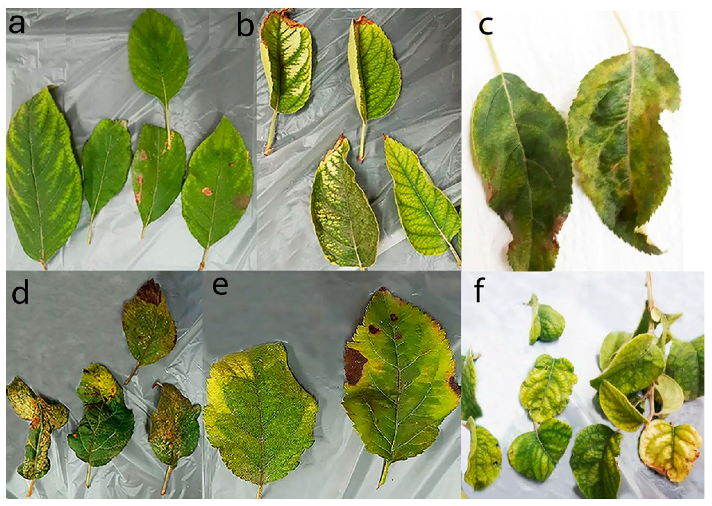 Viruses 17 00979 g002