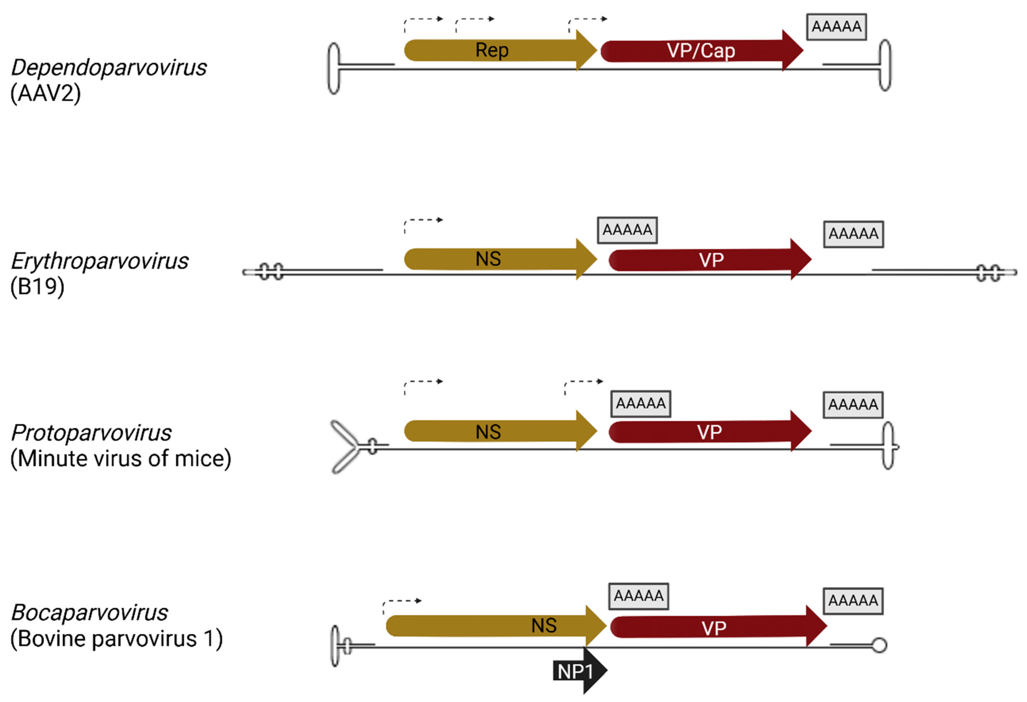 Viruses 17 00984 g001 Viruses 17 00984 g001