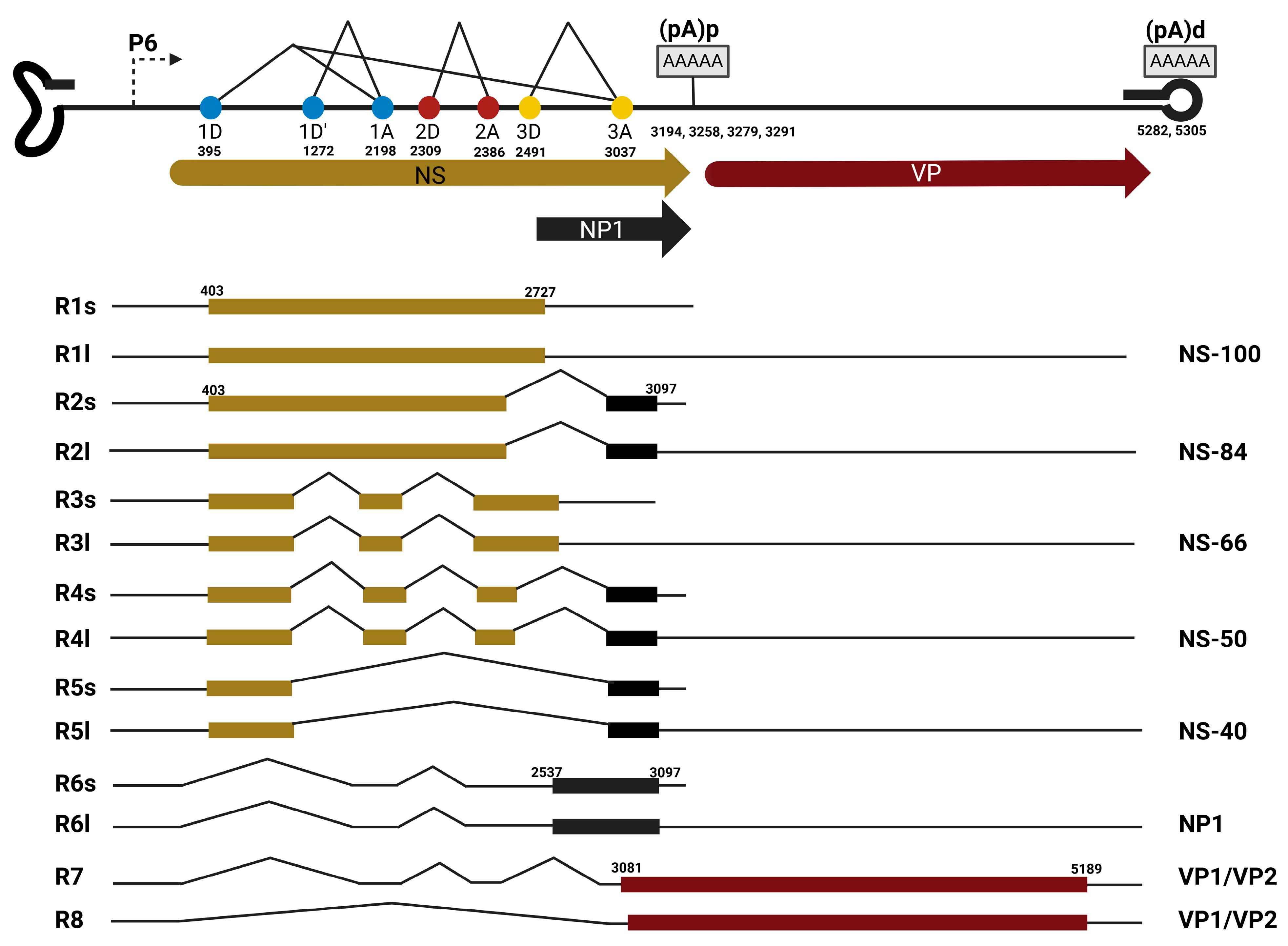 Viruses 17 00984 g002 Viruses 17 00984 g002