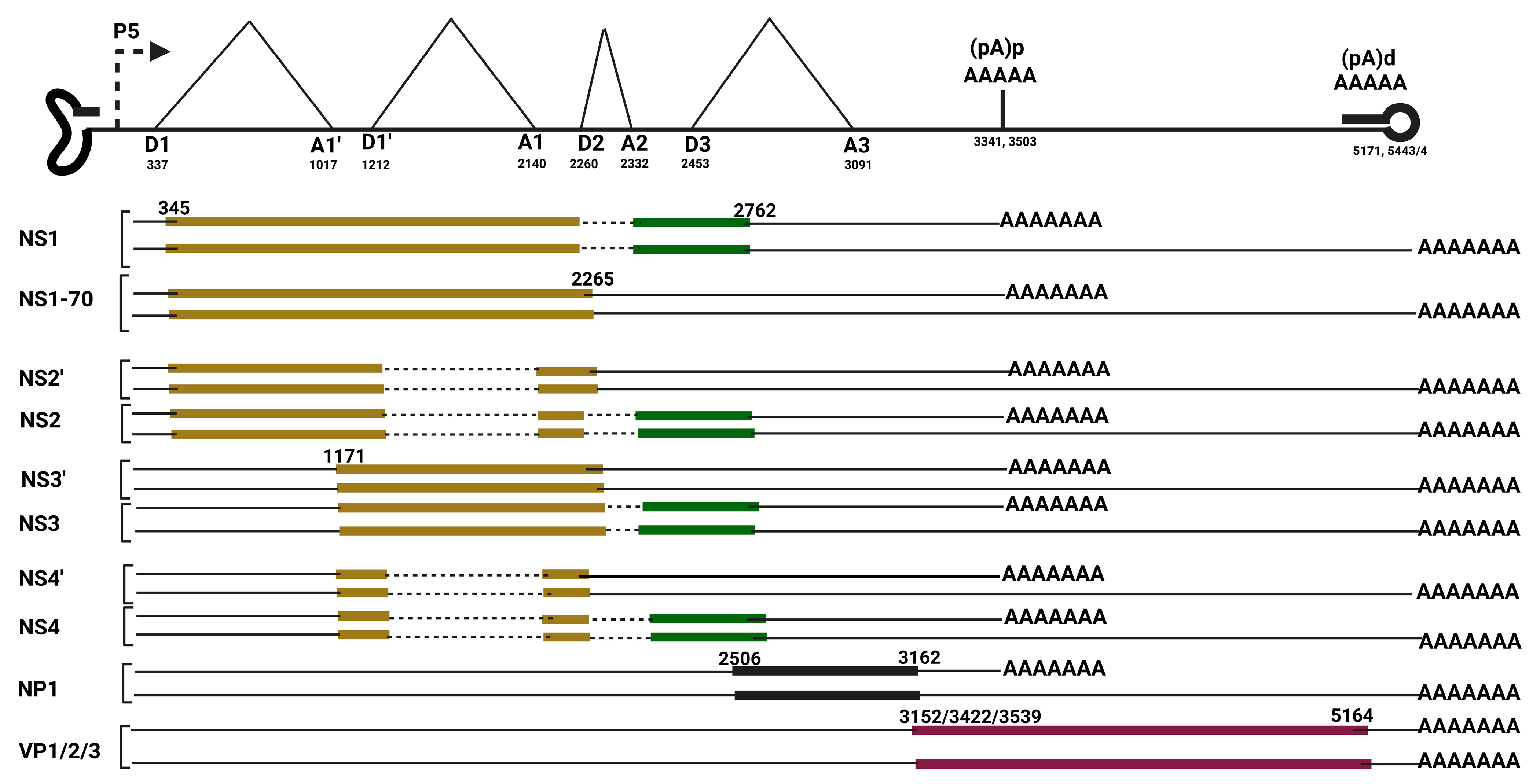 Viruses 17 00984 g003 Viruses 17 00984 g003