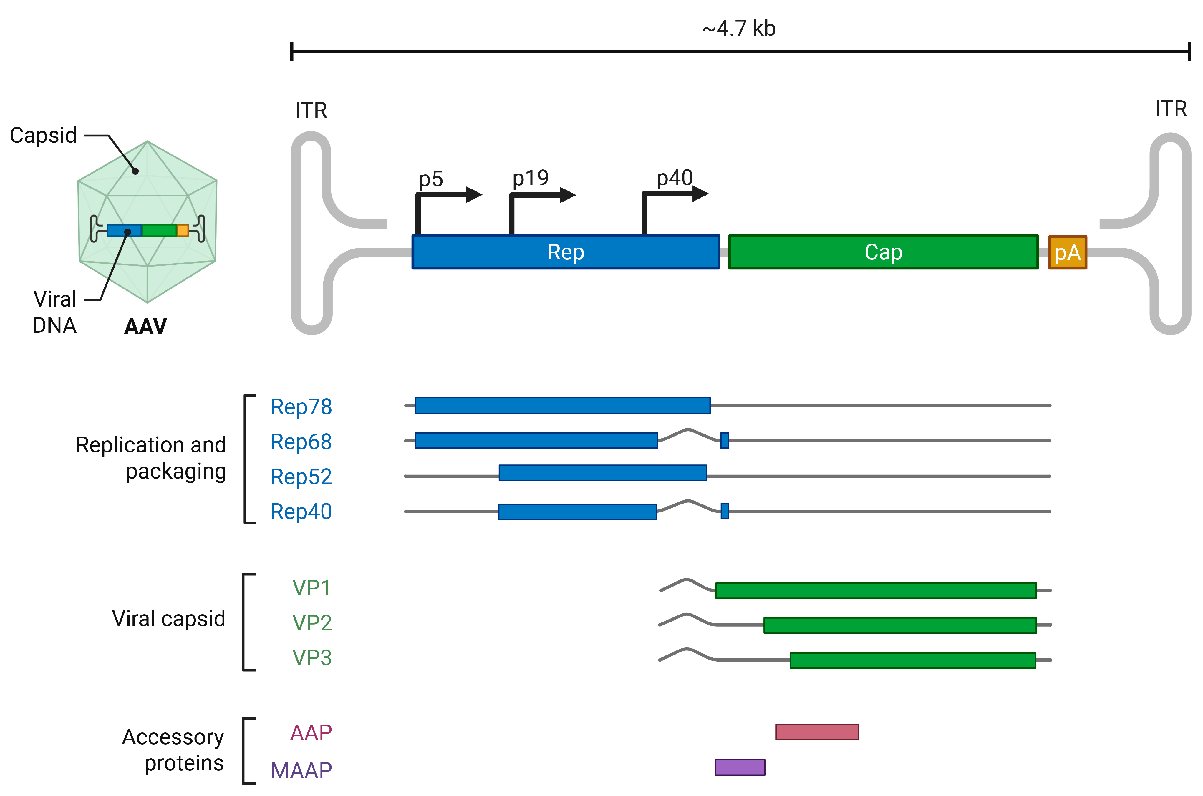 Viruses 17 00984 g004 Viruses 17 00984 g004