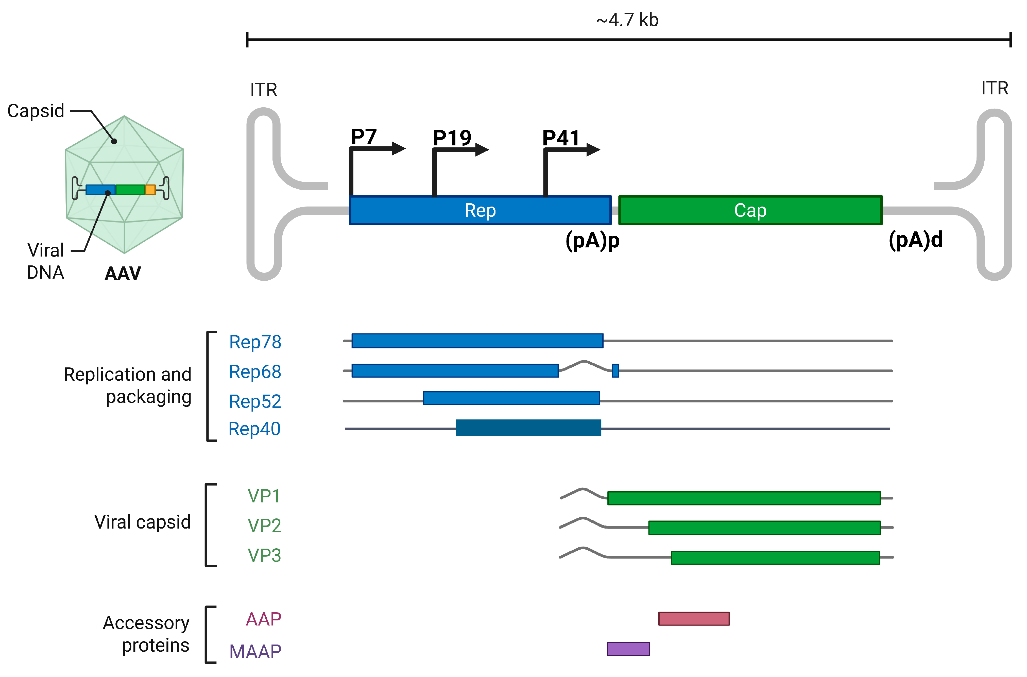 Viruses 17 00984 g005 Viruses 17 00984 g005