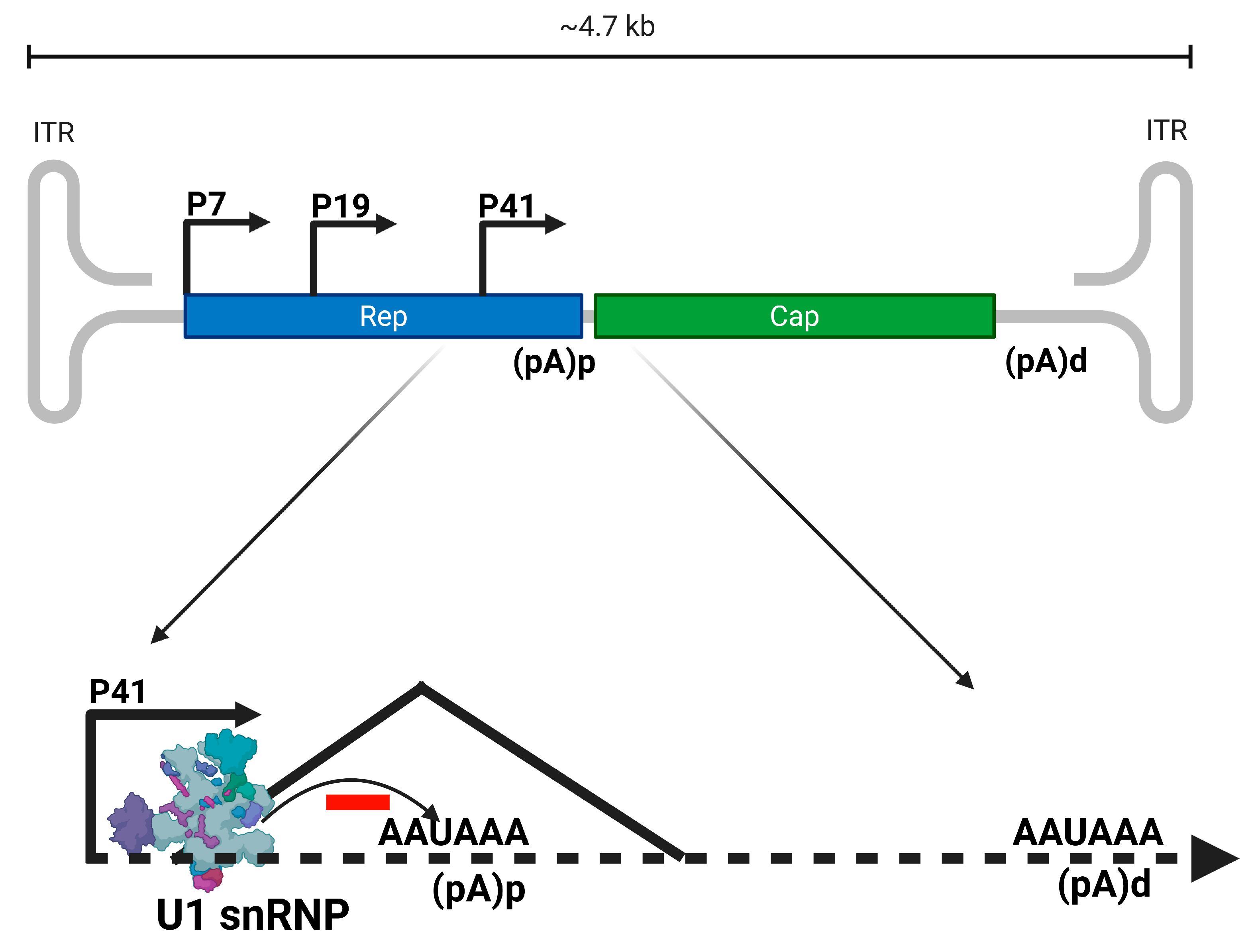 Viruses 17 00984 g006 Viruses 17 00984 g006
