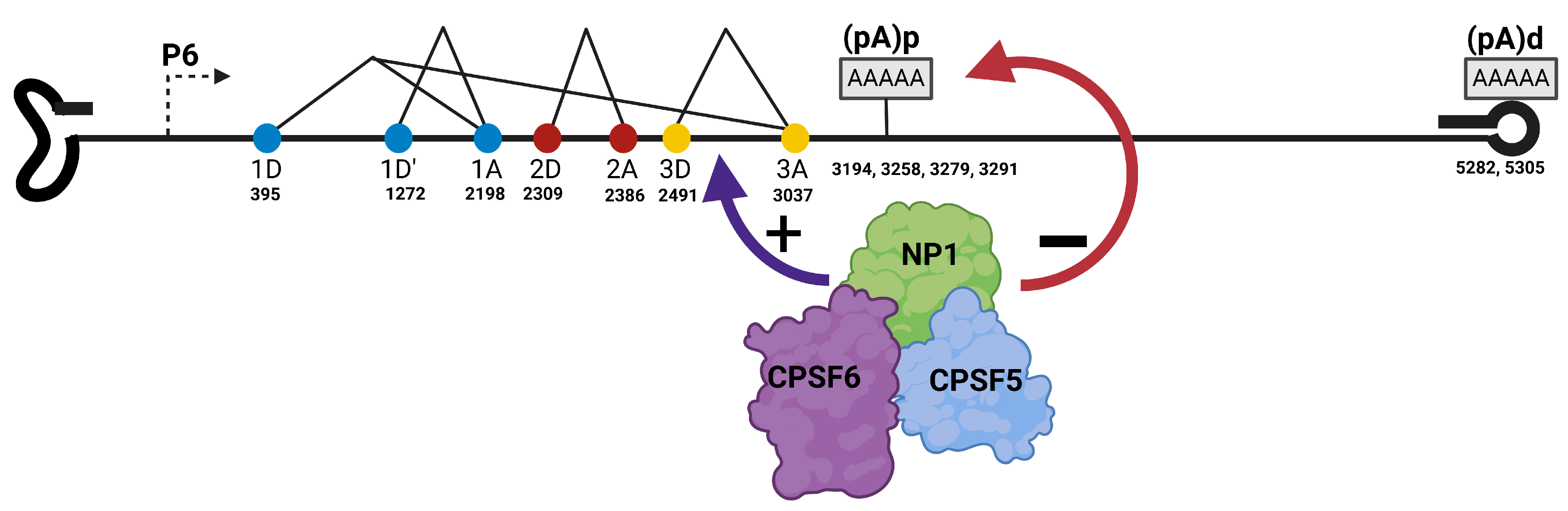 Viruses 17 00984 g007 Viruses 17 00984 g007