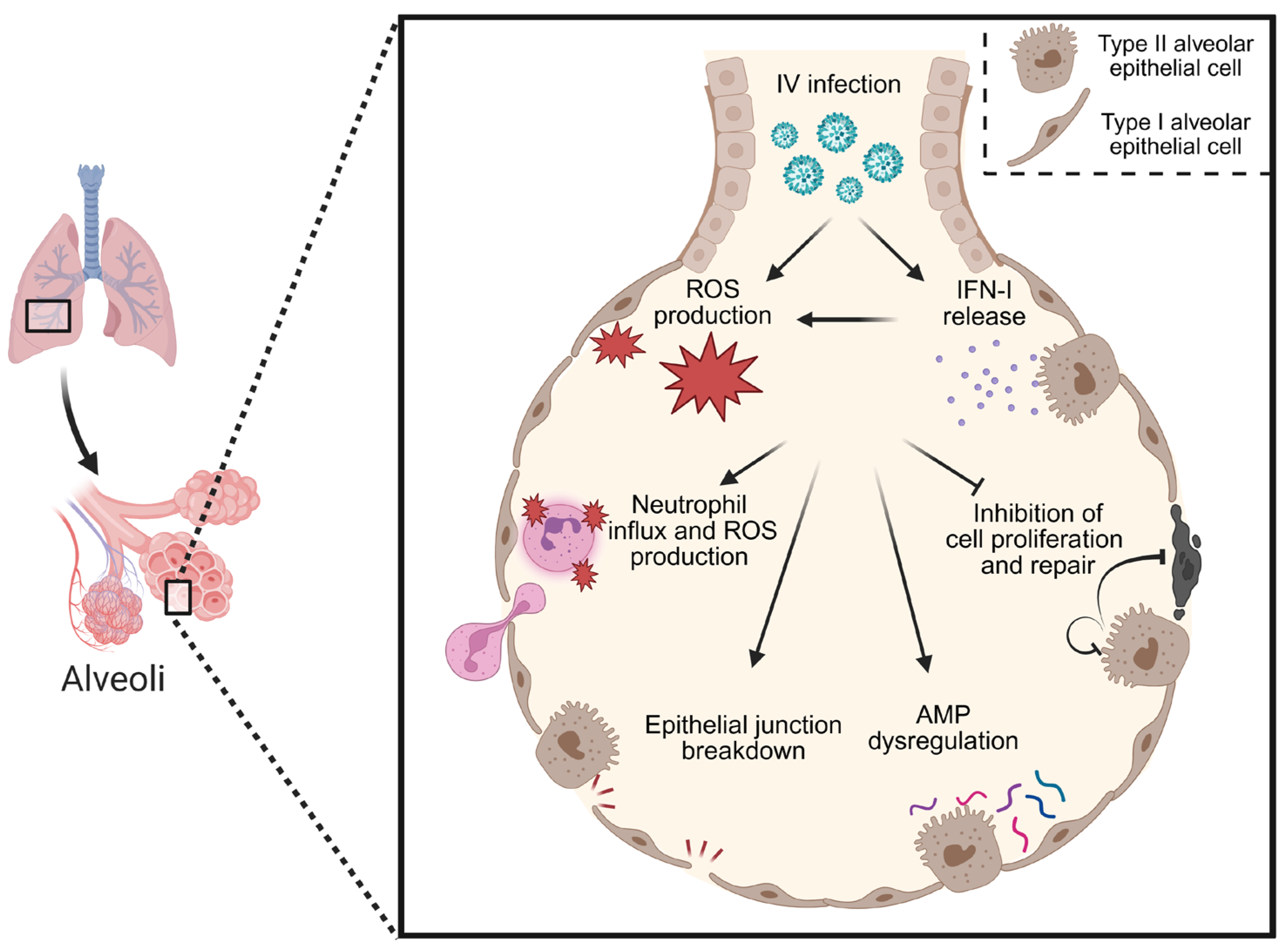 Viruses 17 01002 g002 Viruses 17 01002 g002