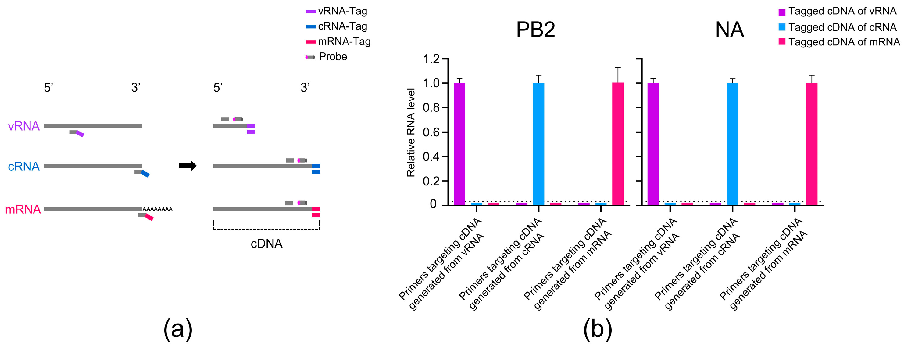 Viruses 17 01007 g001