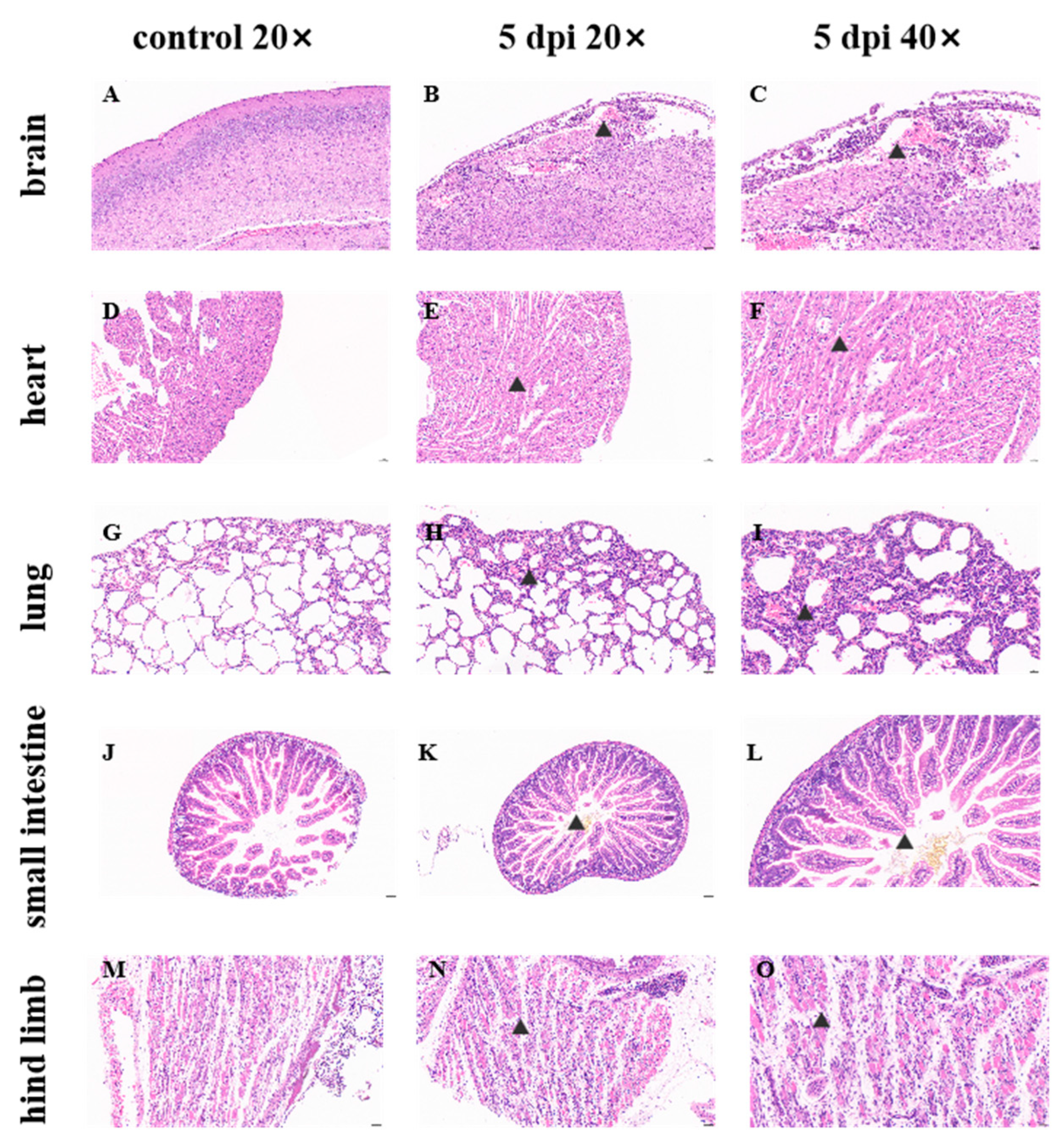 Viruses 17 01011 g004