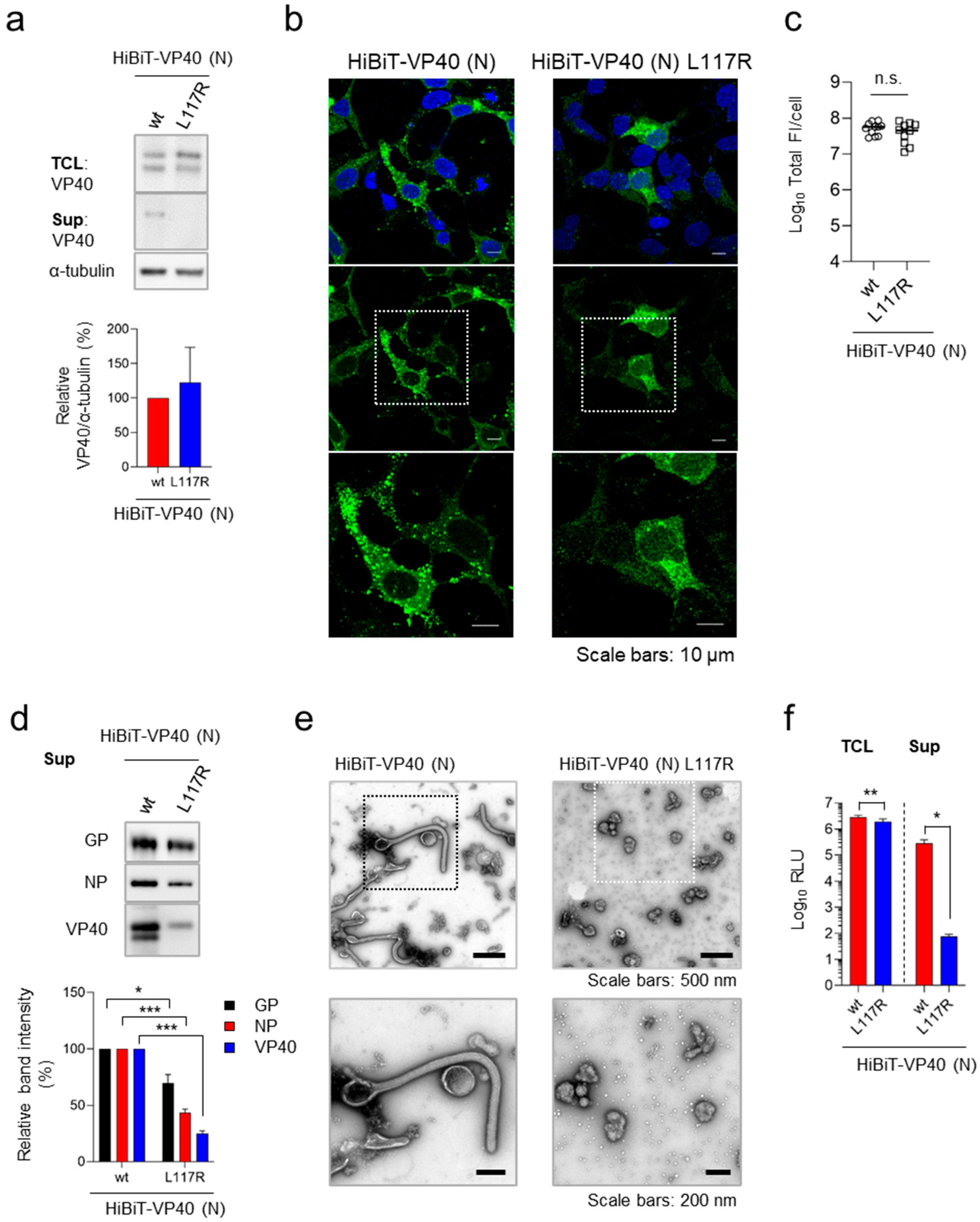 Viruses 17 01016 g002