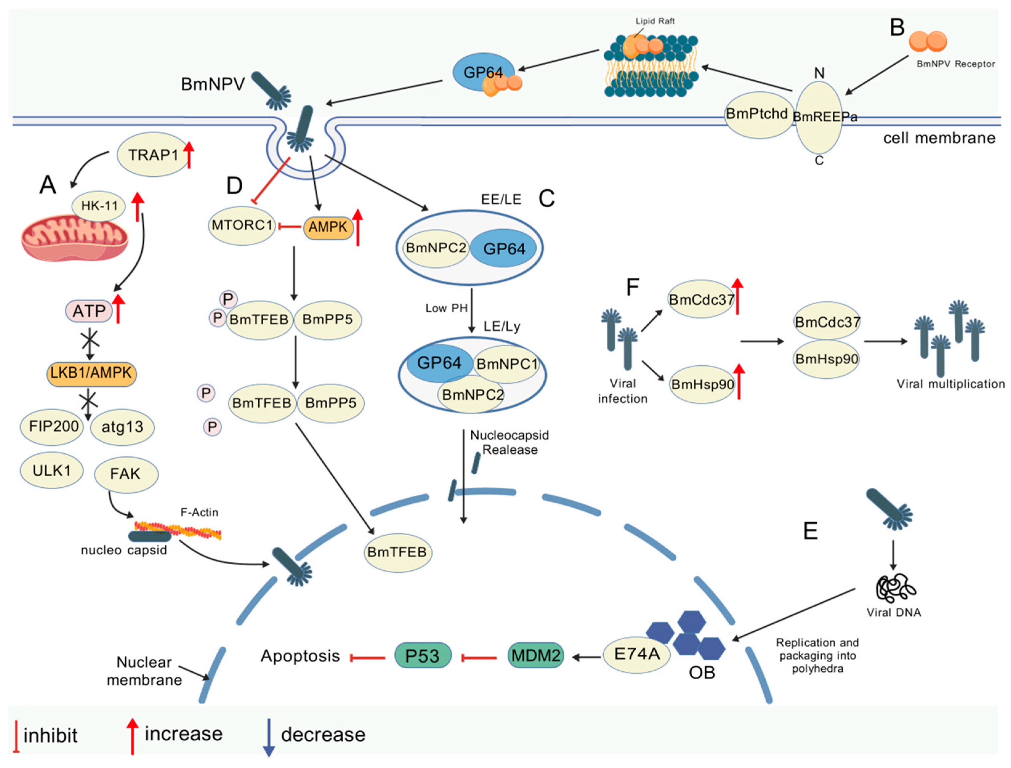 Viruses 17 01017 g002
