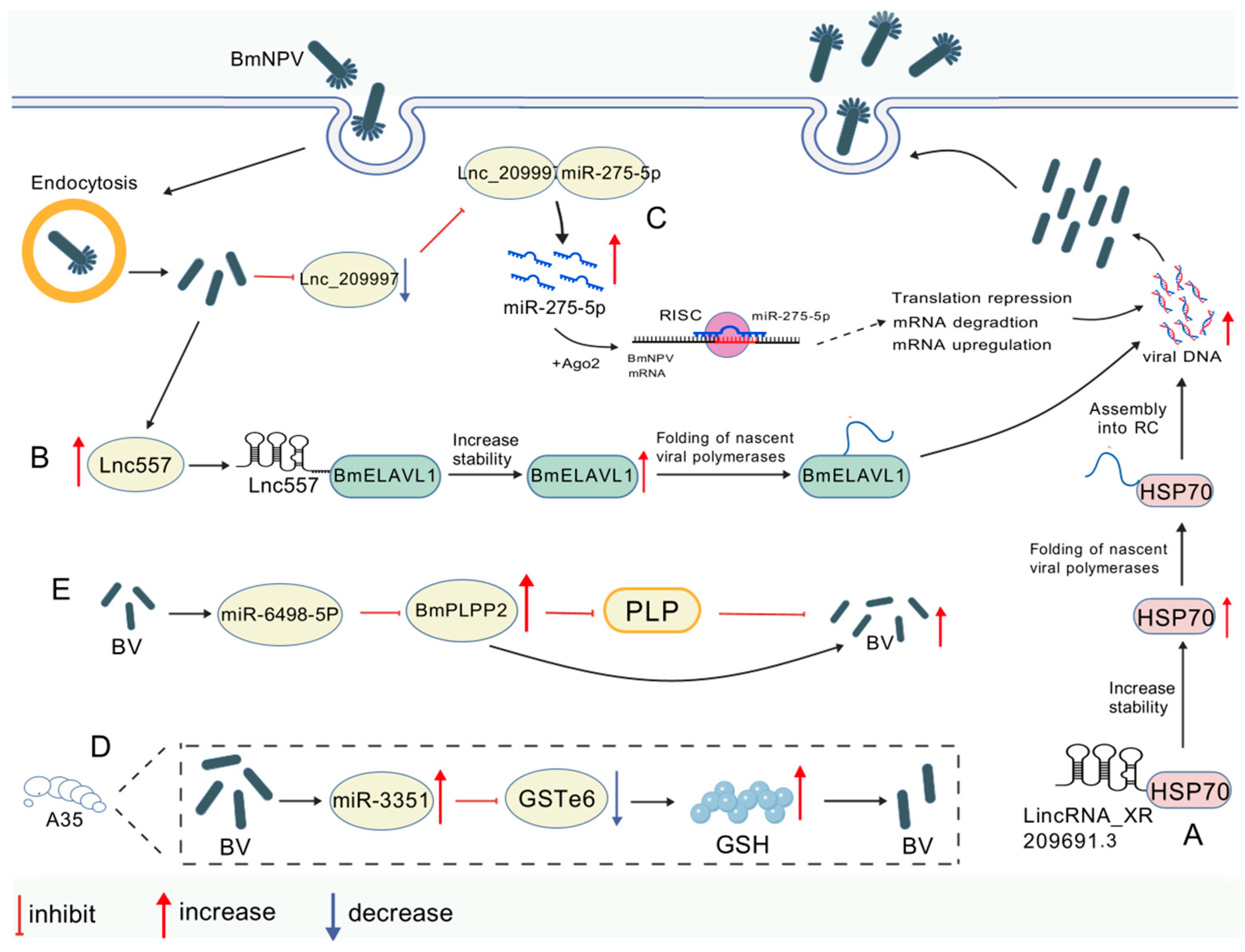 Viruses 17 01017 g003