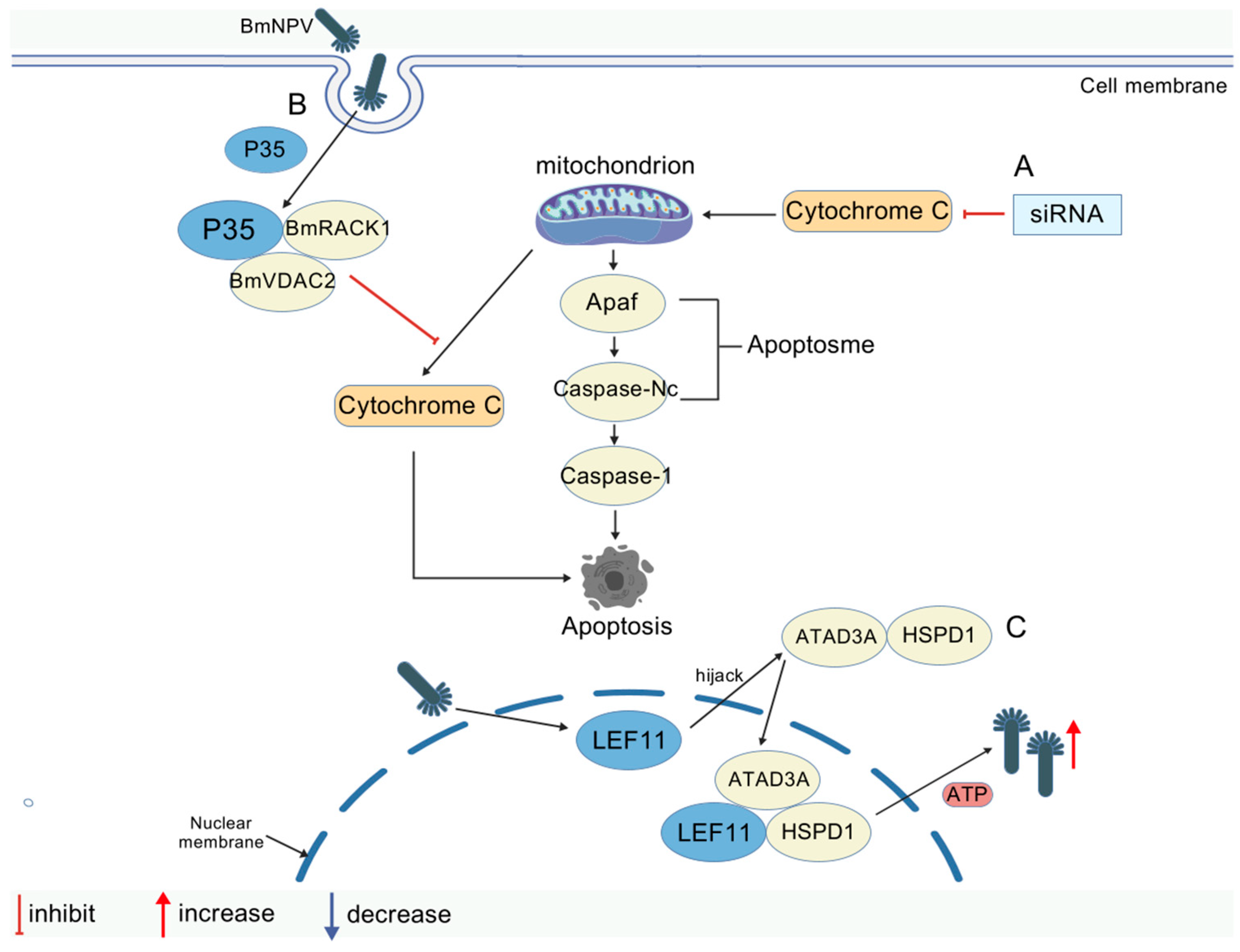 Viruses 17 01017 g004