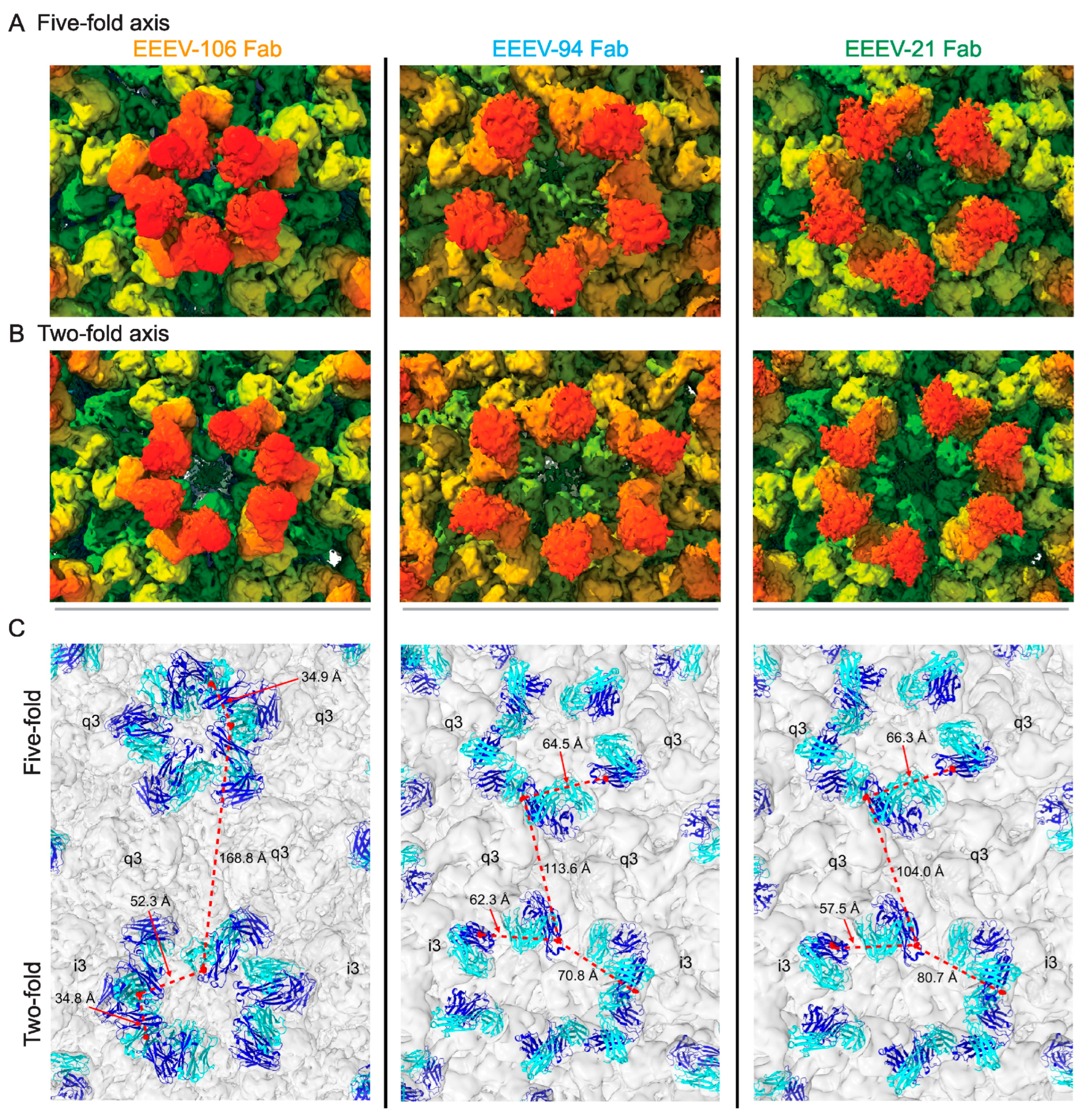 Viruses 17 01019 g007 Viruses 17 01019 g007