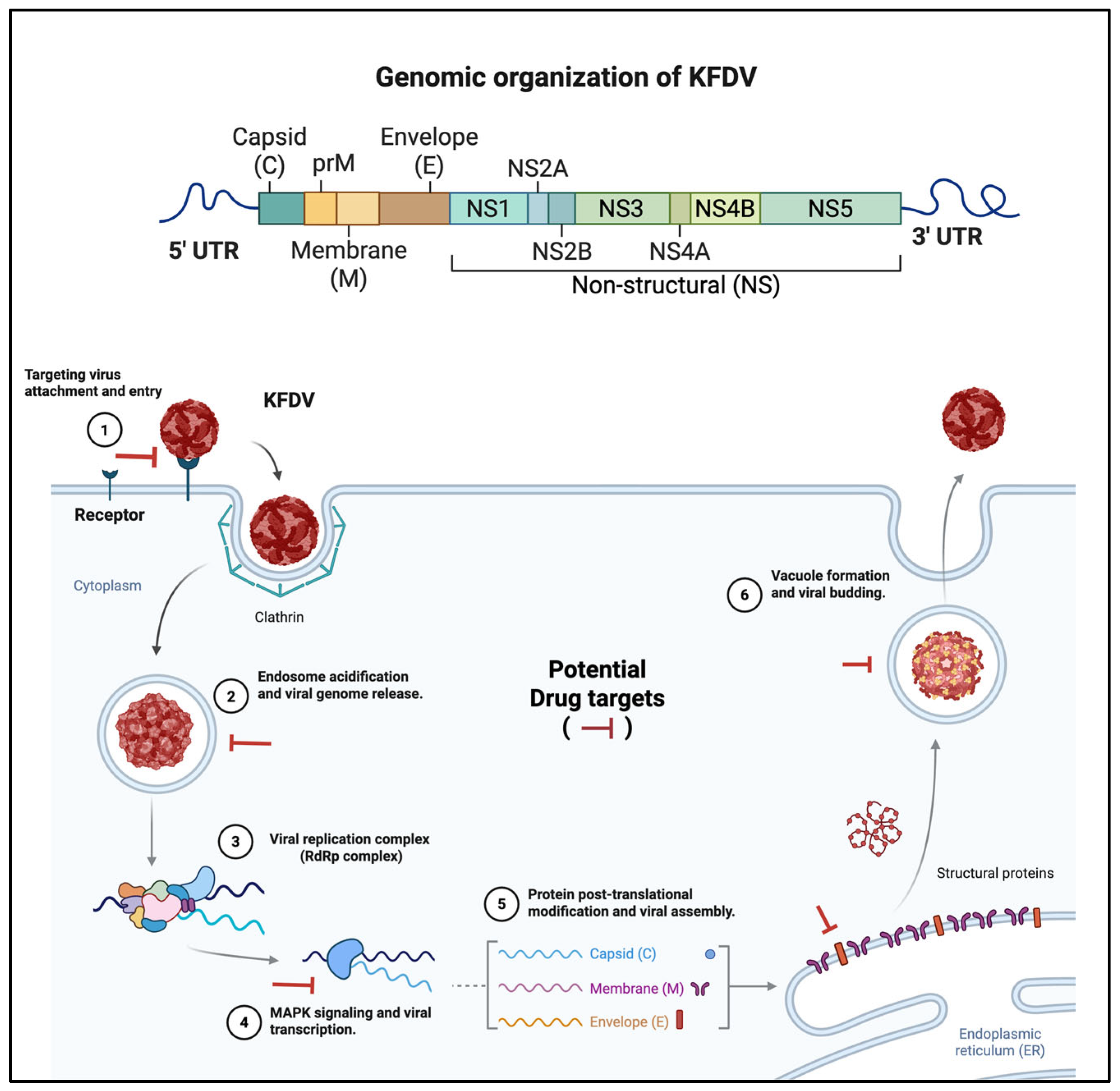 Viruses 17 01022 g003