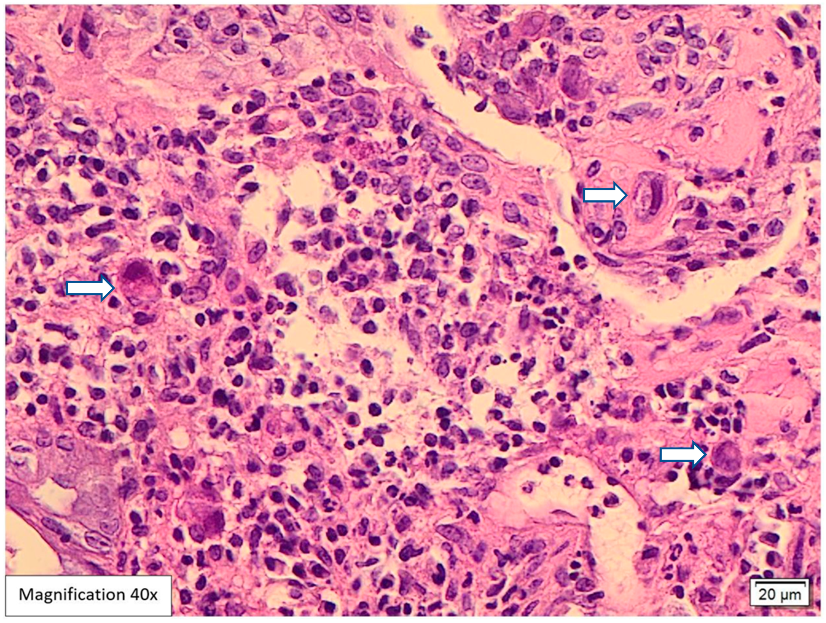 Viruses 17 01023 g003