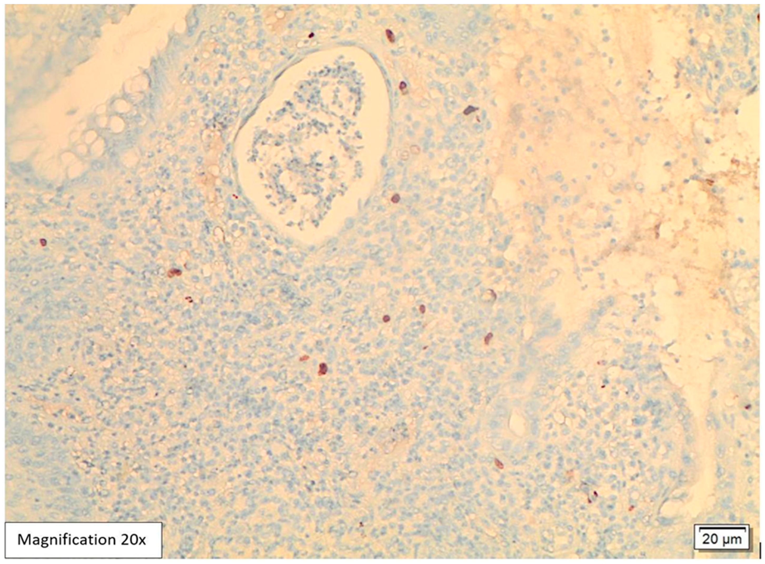 Viruses 17 01023 g004