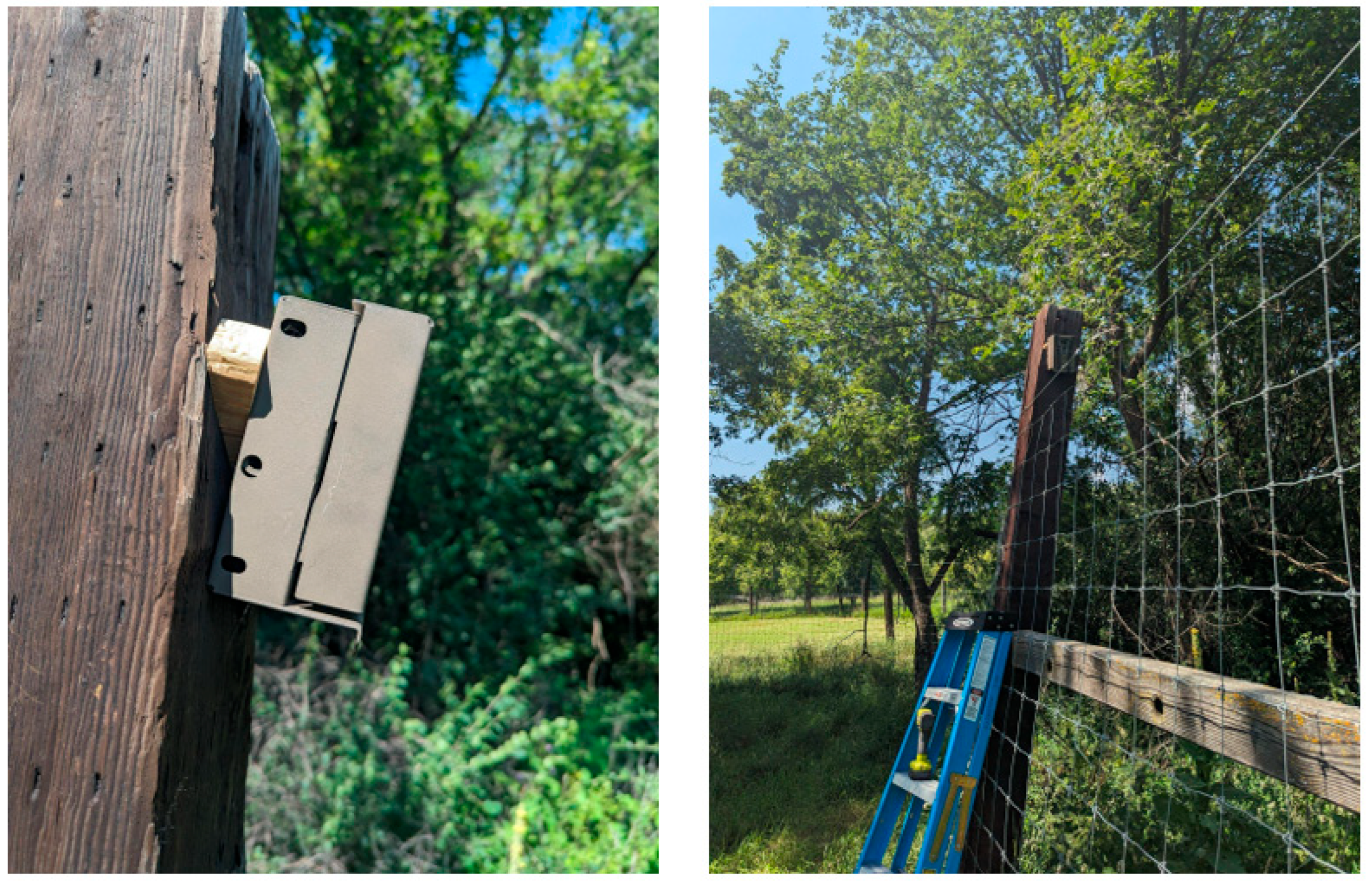 Viruses 17 01024 g002