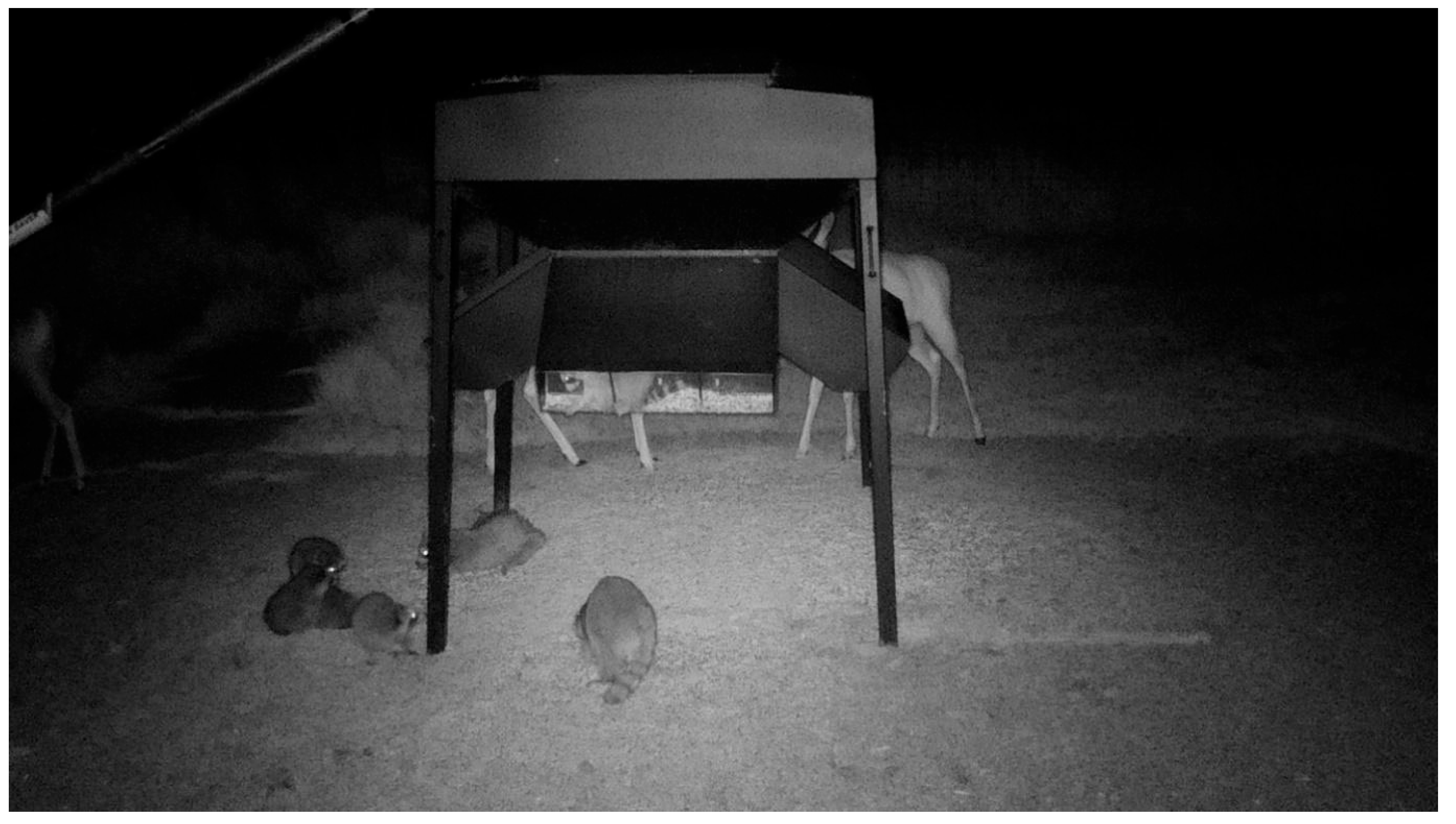 Viruses 17 01024 g004