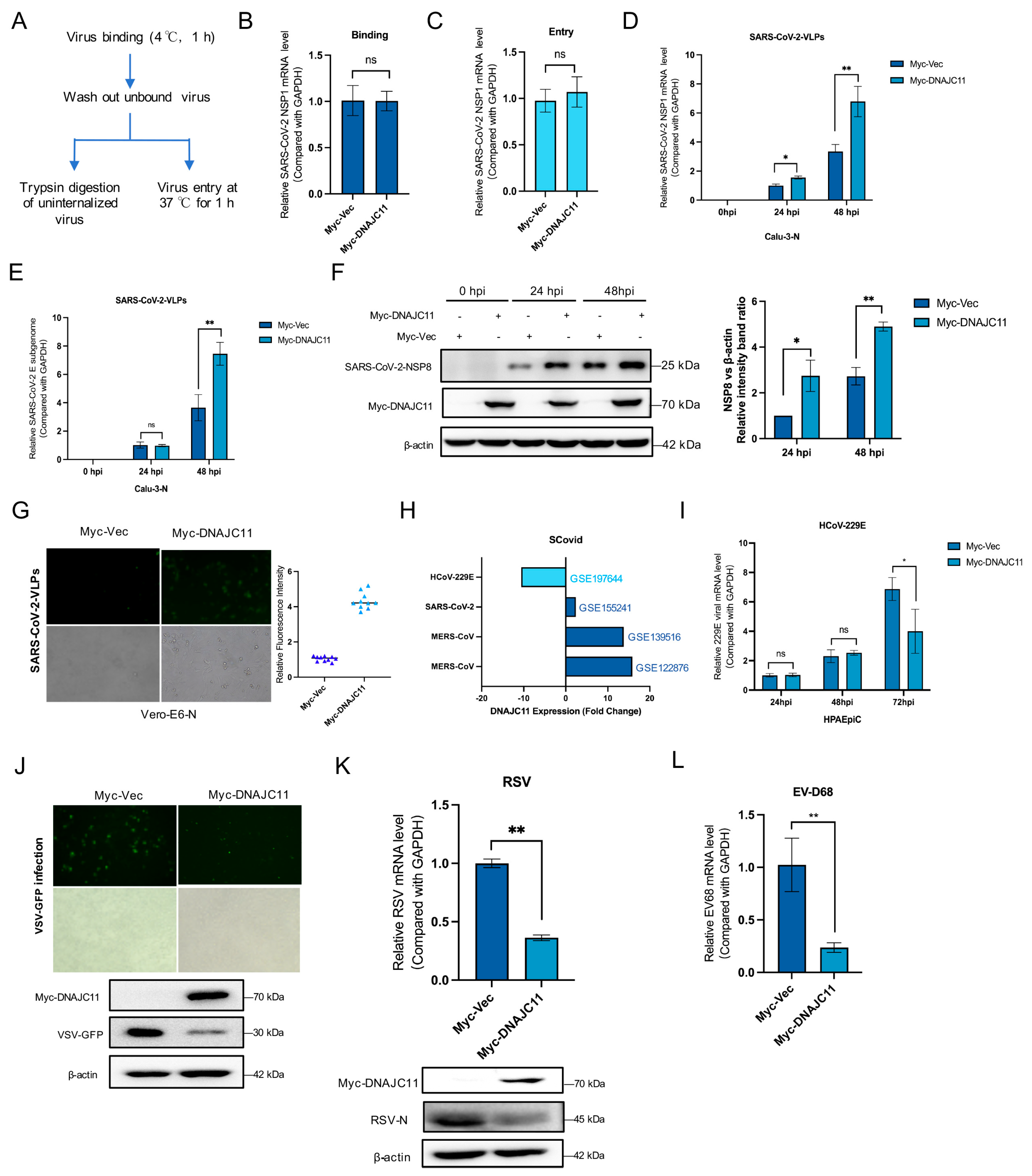 Viruses 17 01025 g001