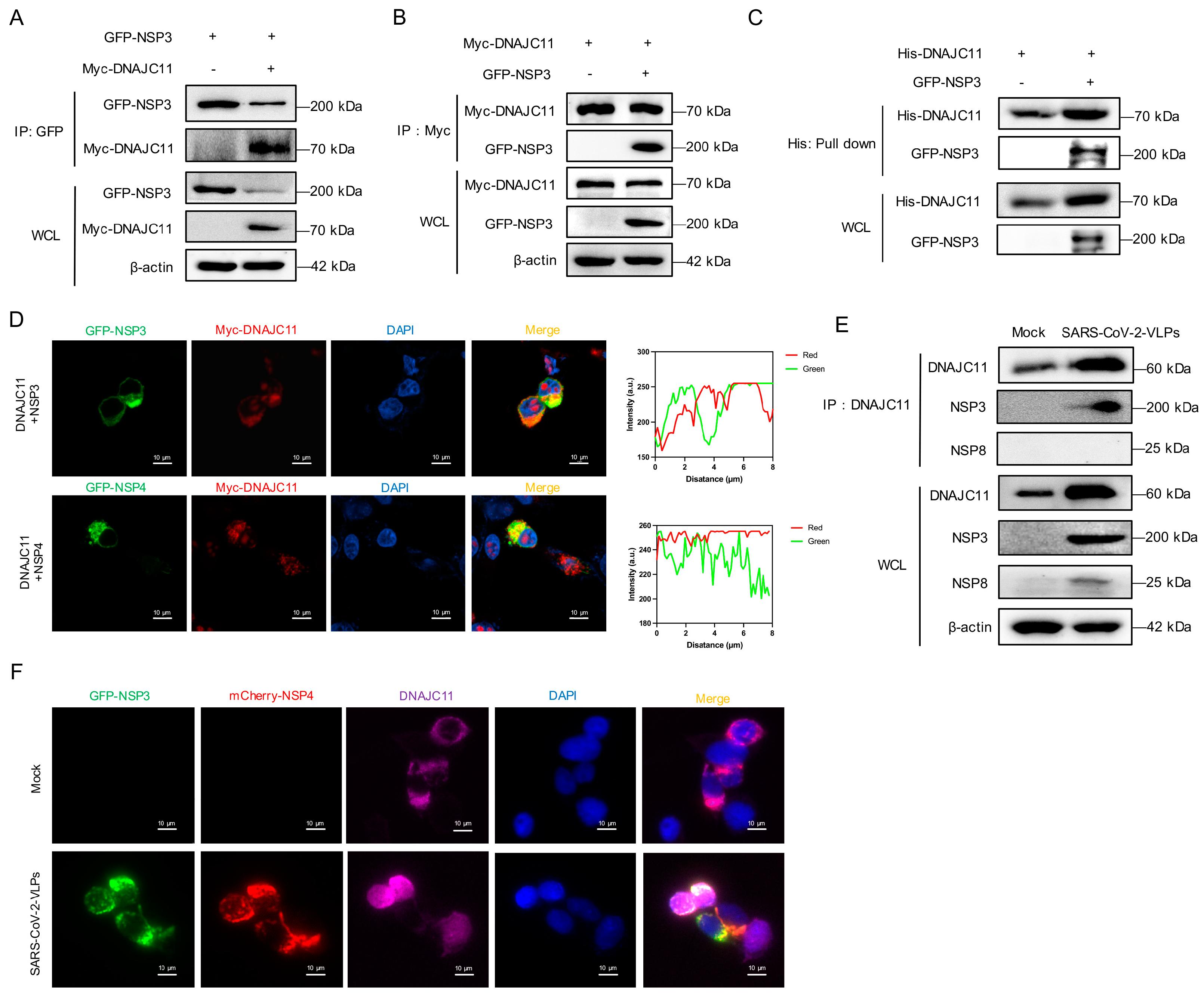 Viruses 17 01025 g004