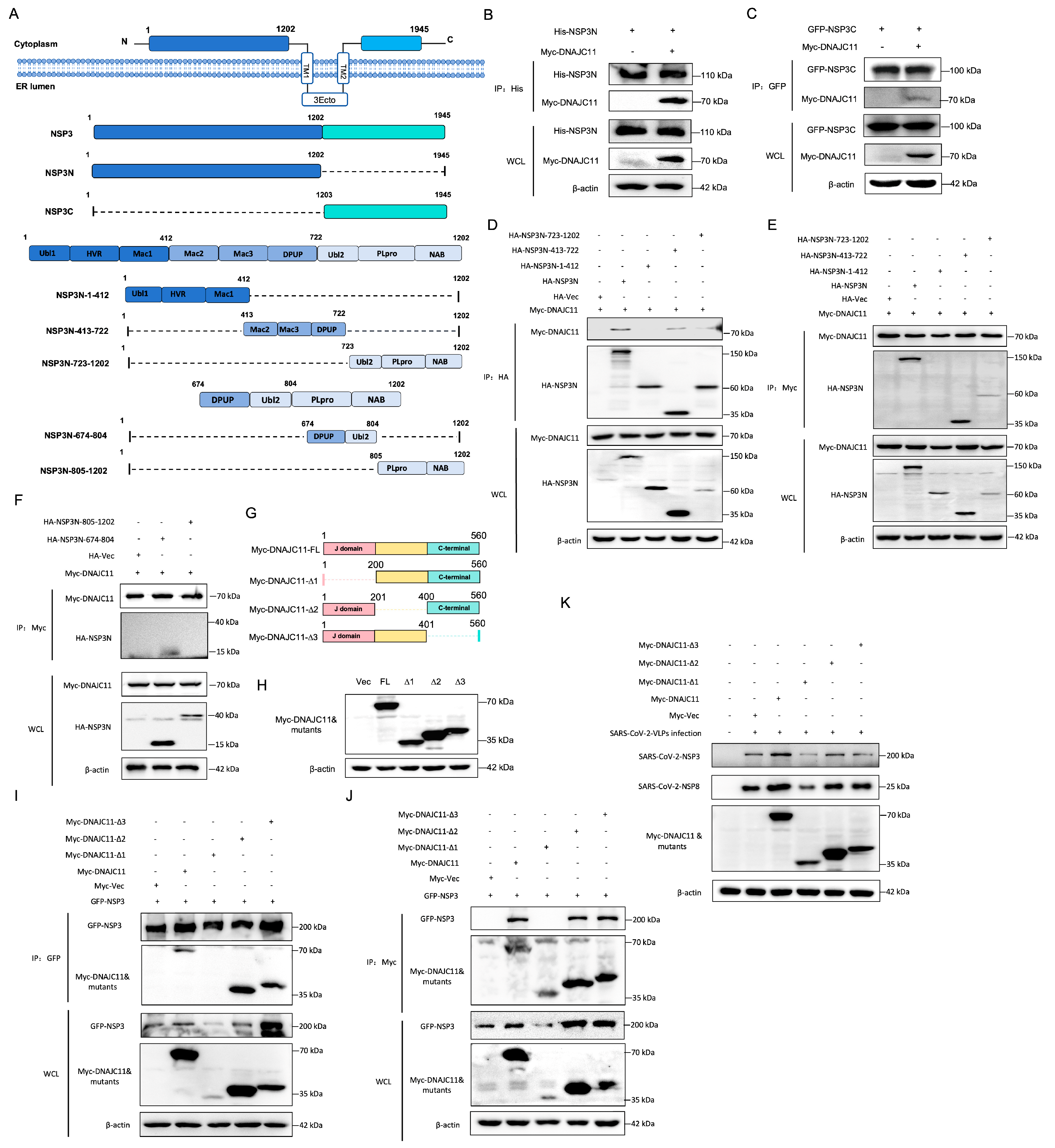 Viruses 17 01025 g005