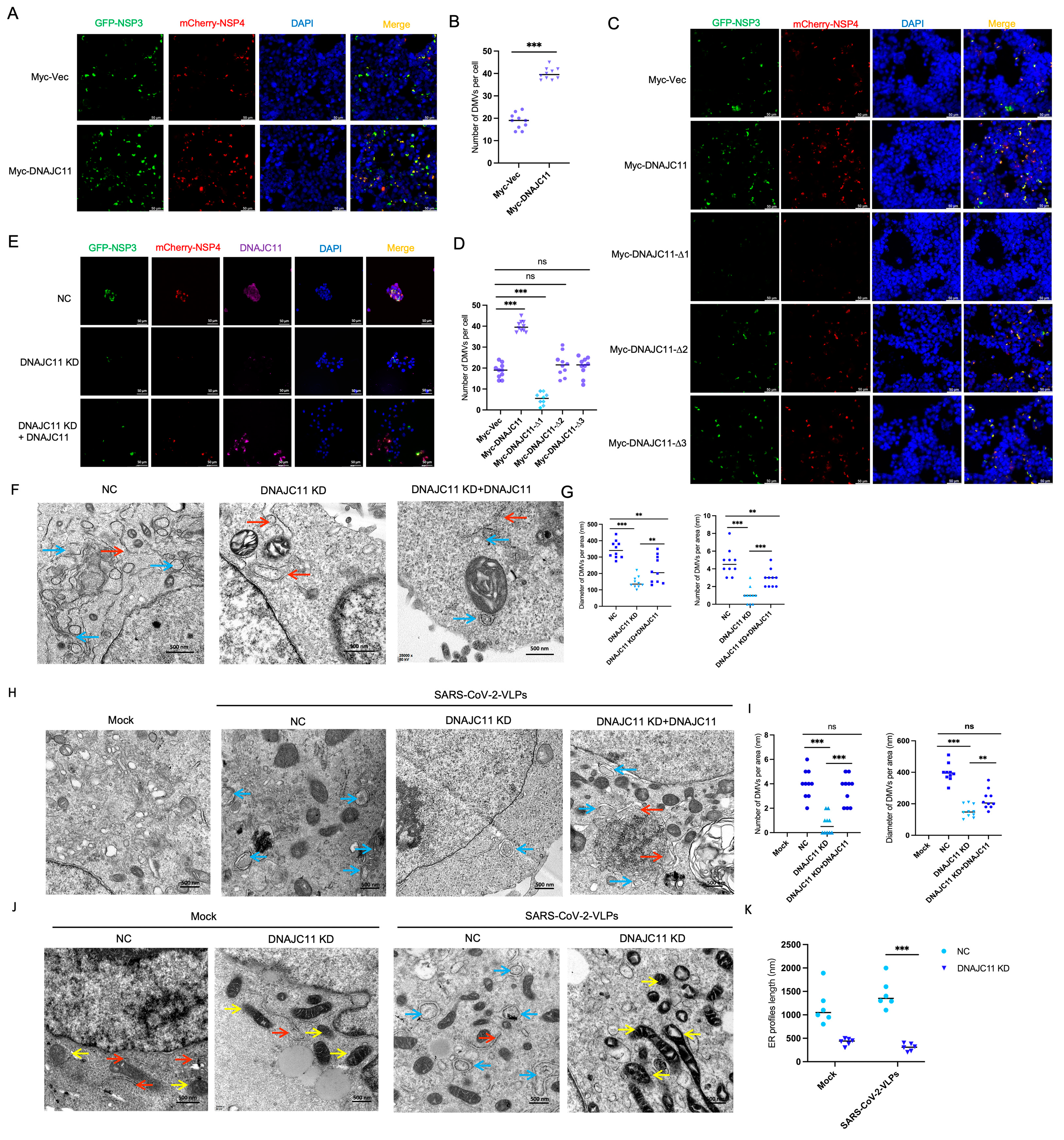 Viruses 17 01025 g006