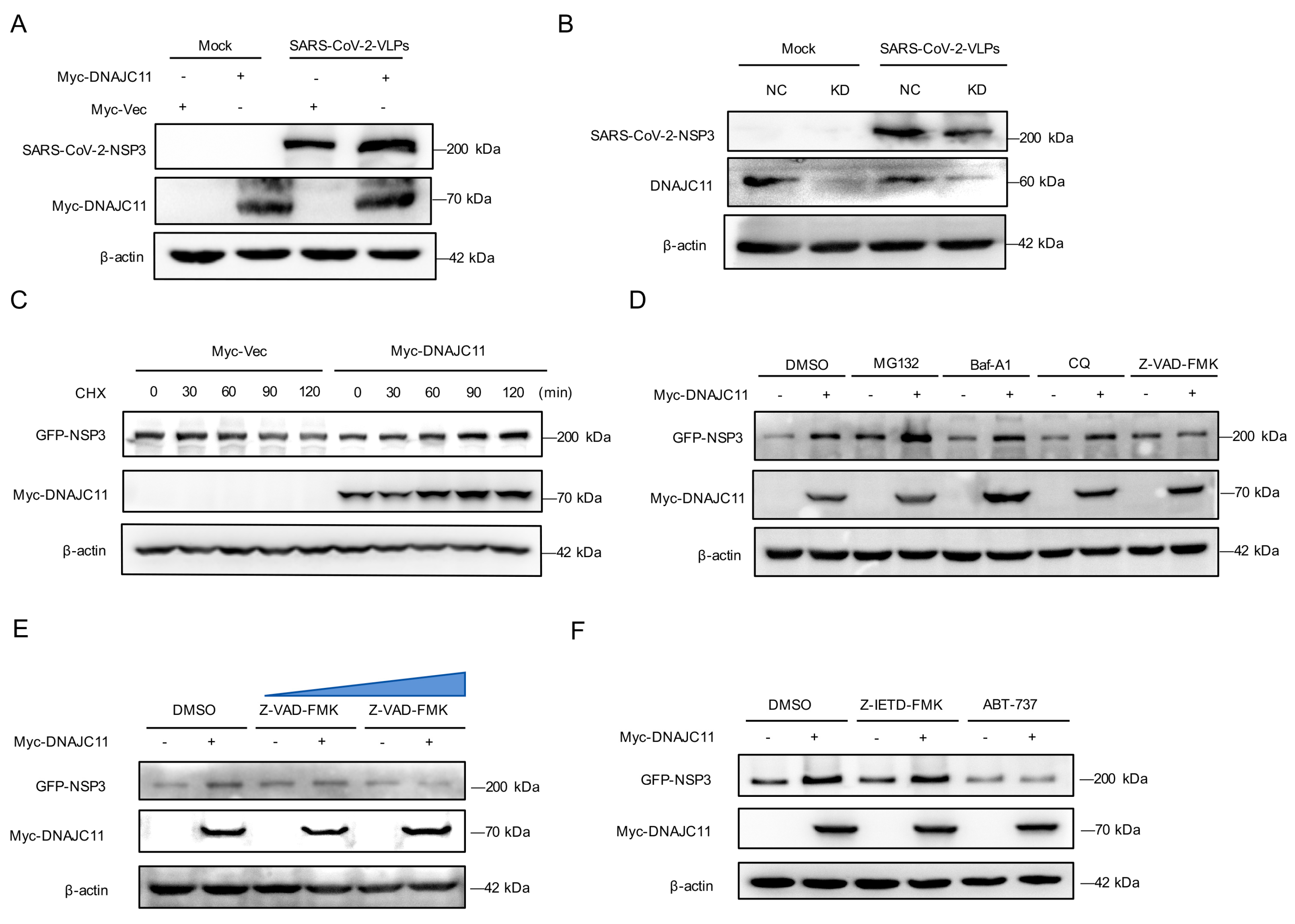 Viruses 17 01025 g007