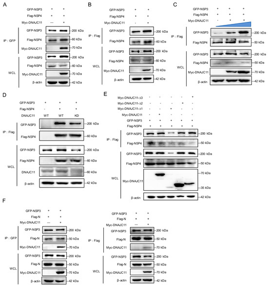 DNAJ Homolog Subfamily C Member 11 Stabilizes SARS-CoV-2 NSP3 to