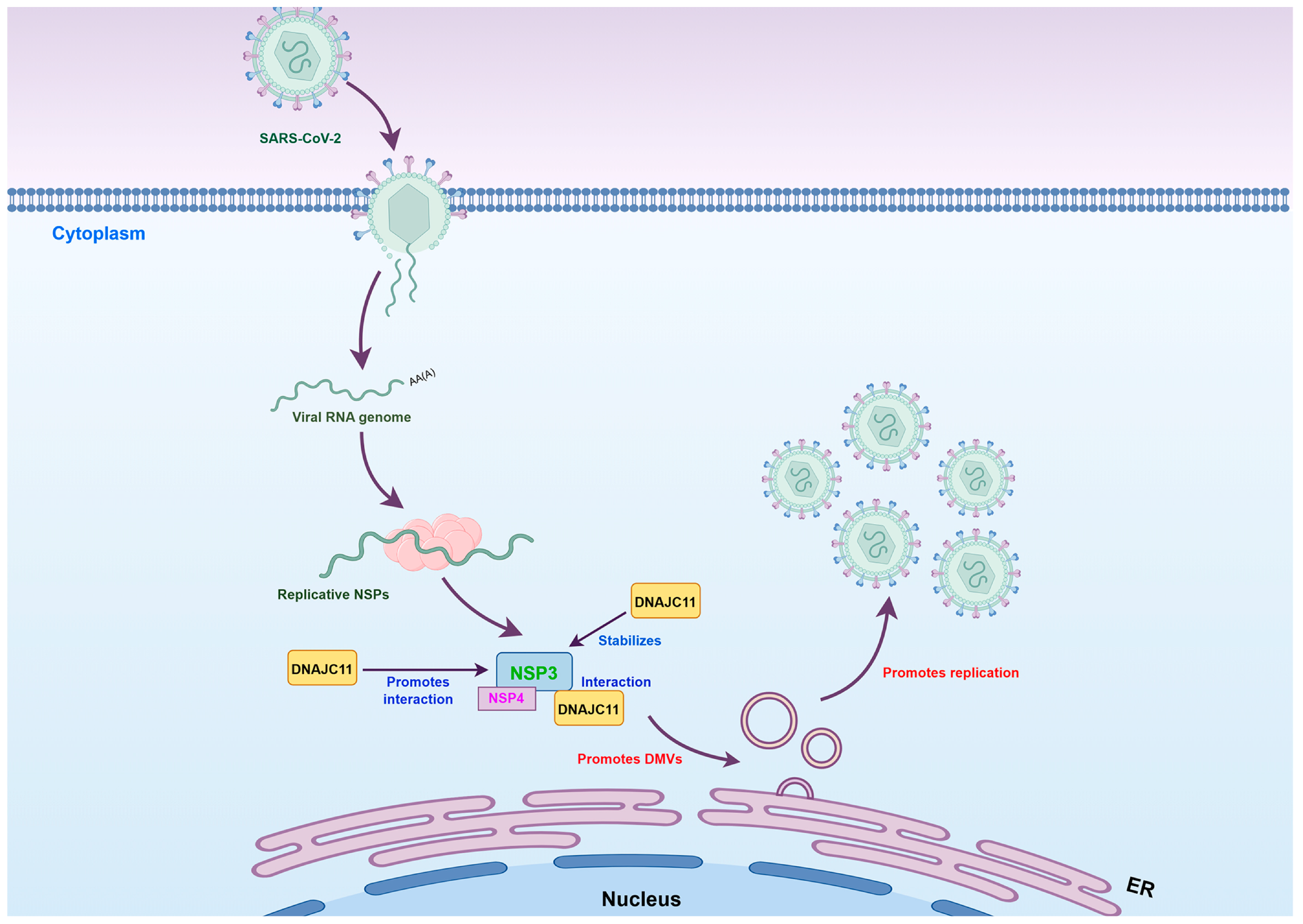 Viruses 17 01025 g009