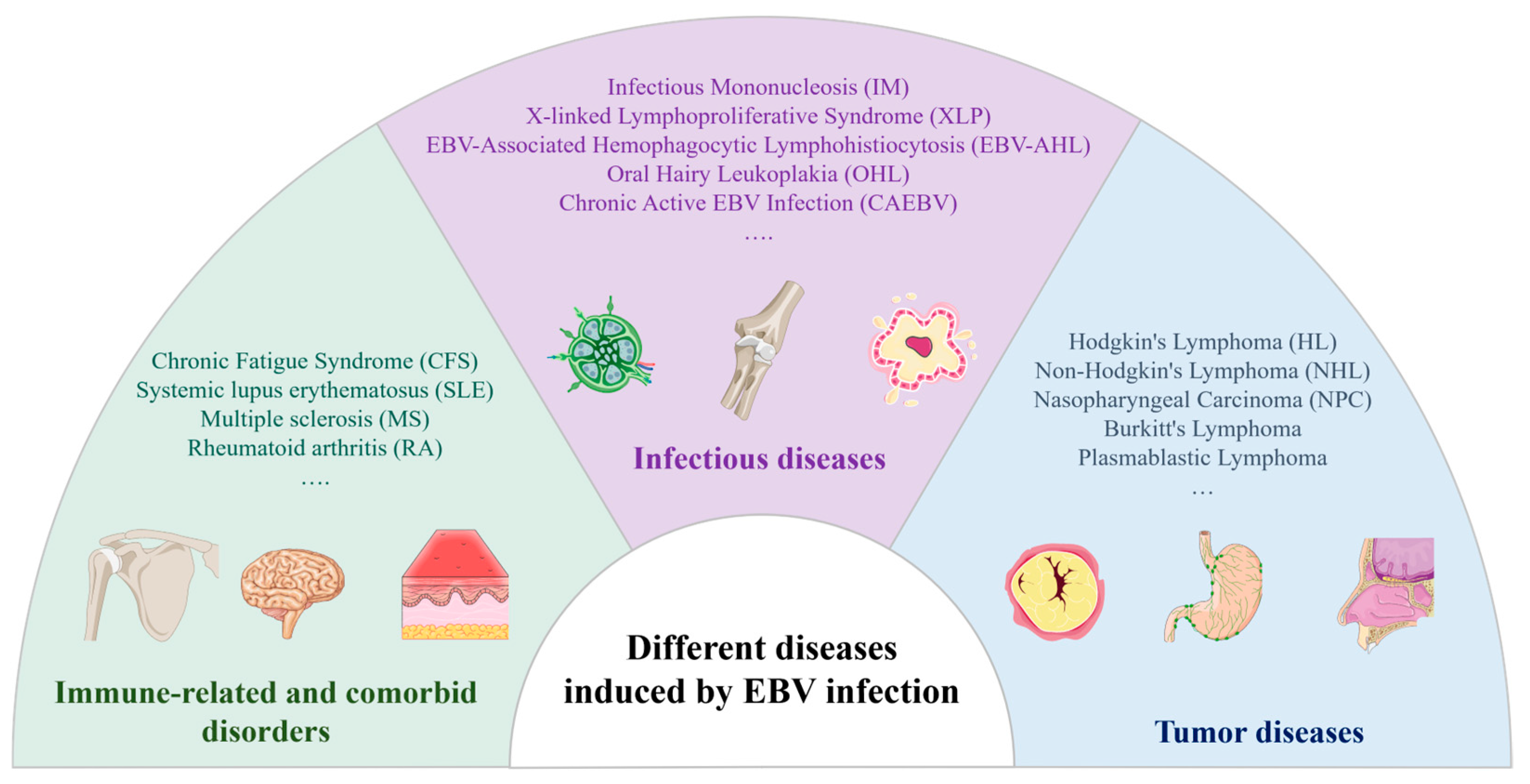 Viruses 17 01026 g002 Viruses 17 01026 g002